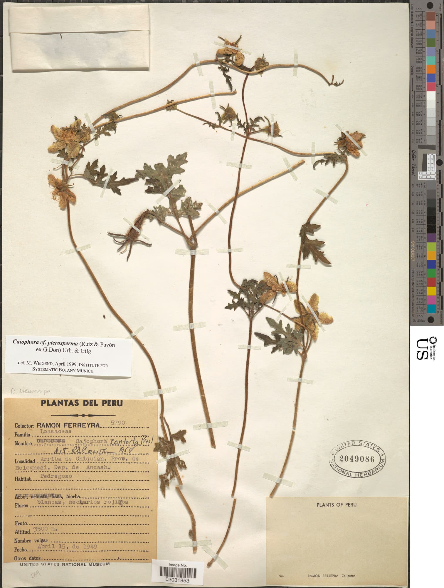 Caiophora pterosperma