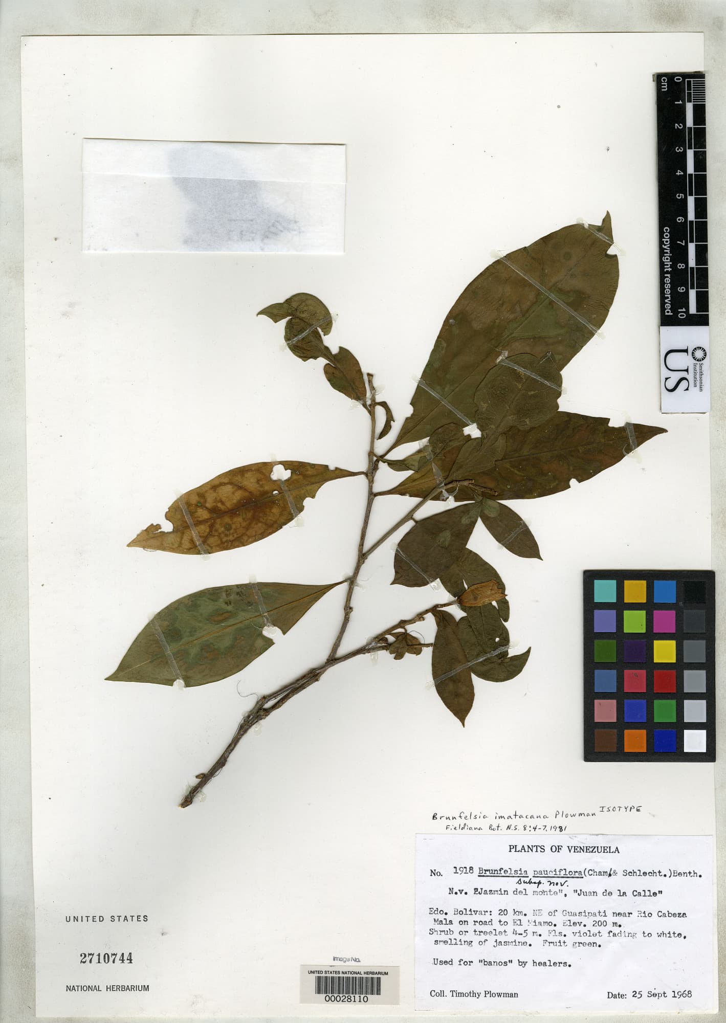 Imataca raintree