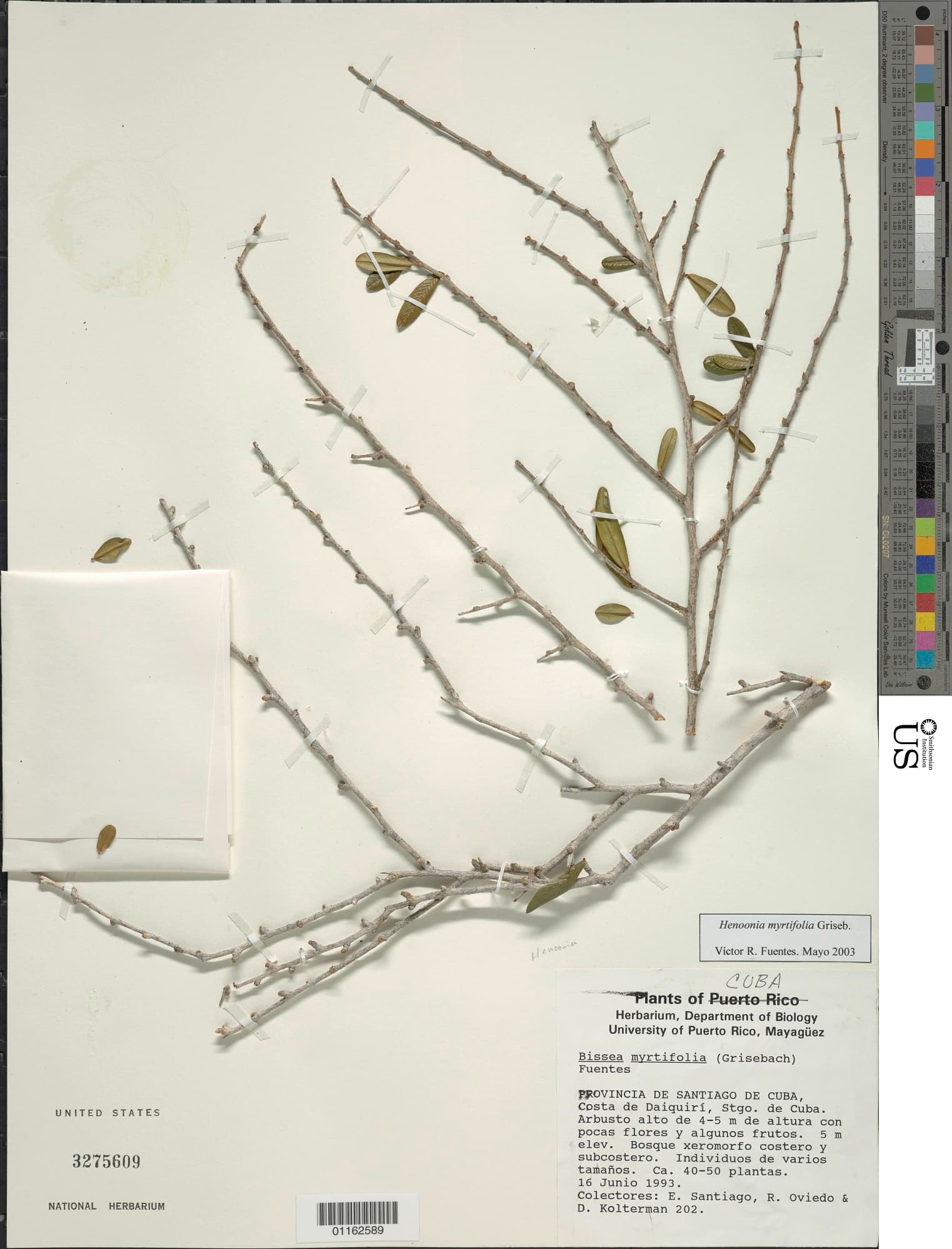 Henoonia myrtifolia