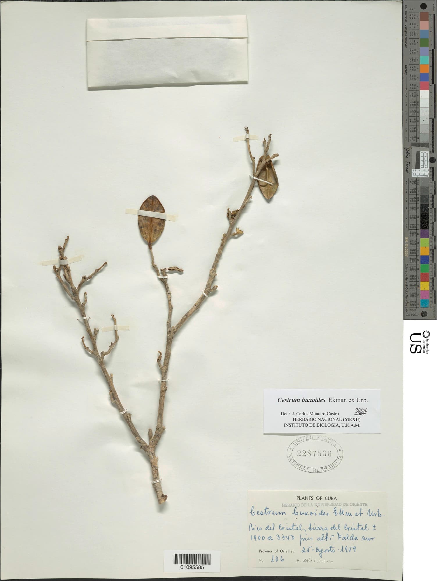 Cestrum buxoides
