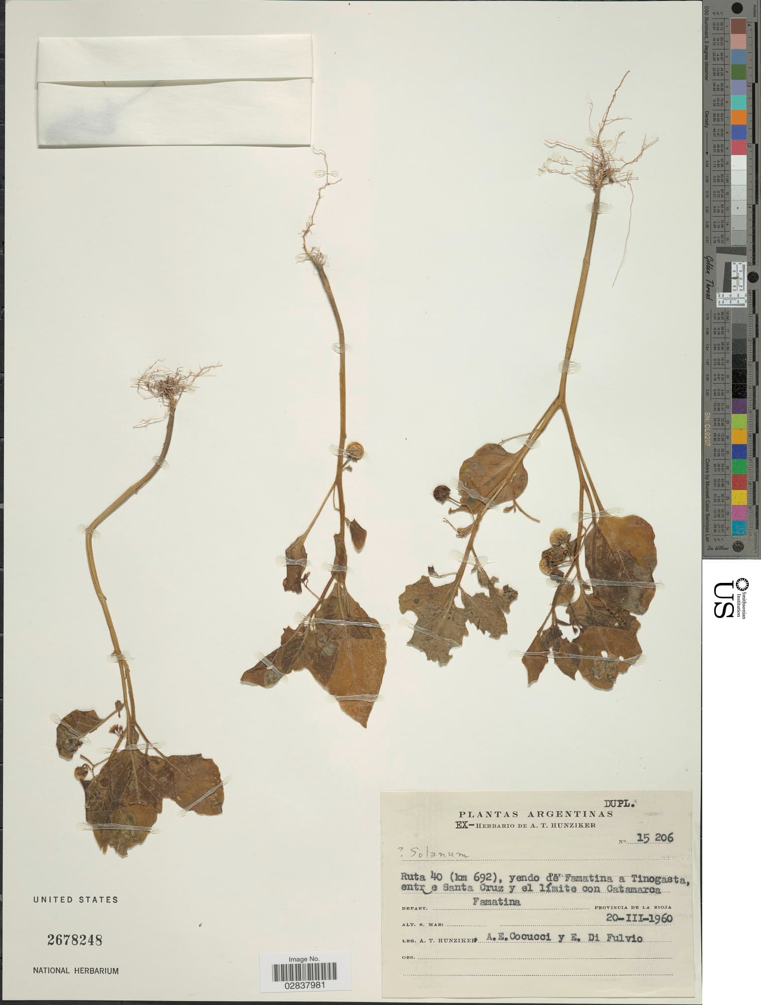 Solanum marmoratum
