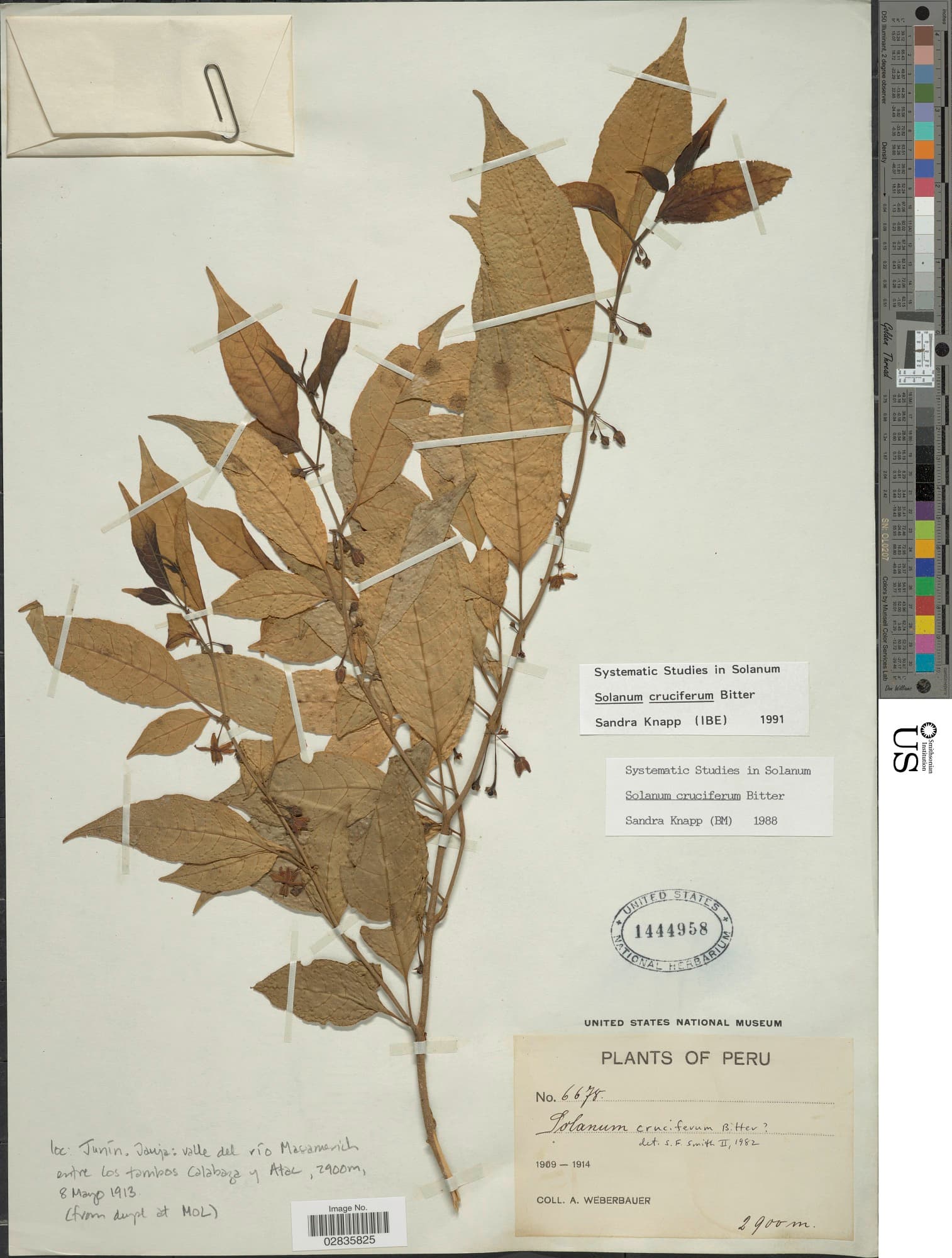 Solanum cruciferum