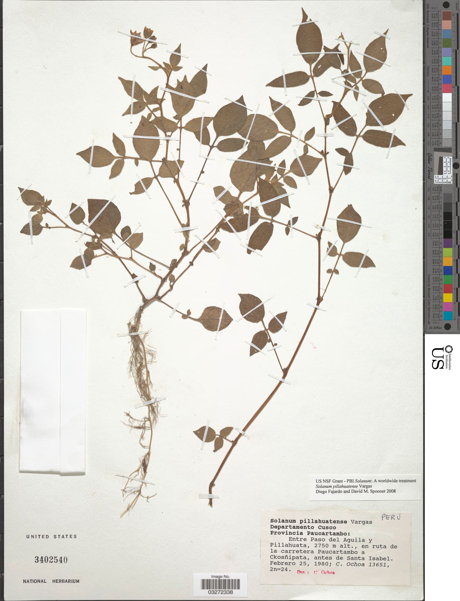 Solanum pillahuatense