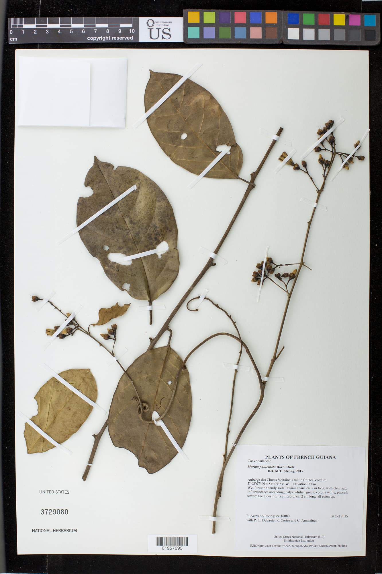 Maripa paniculata