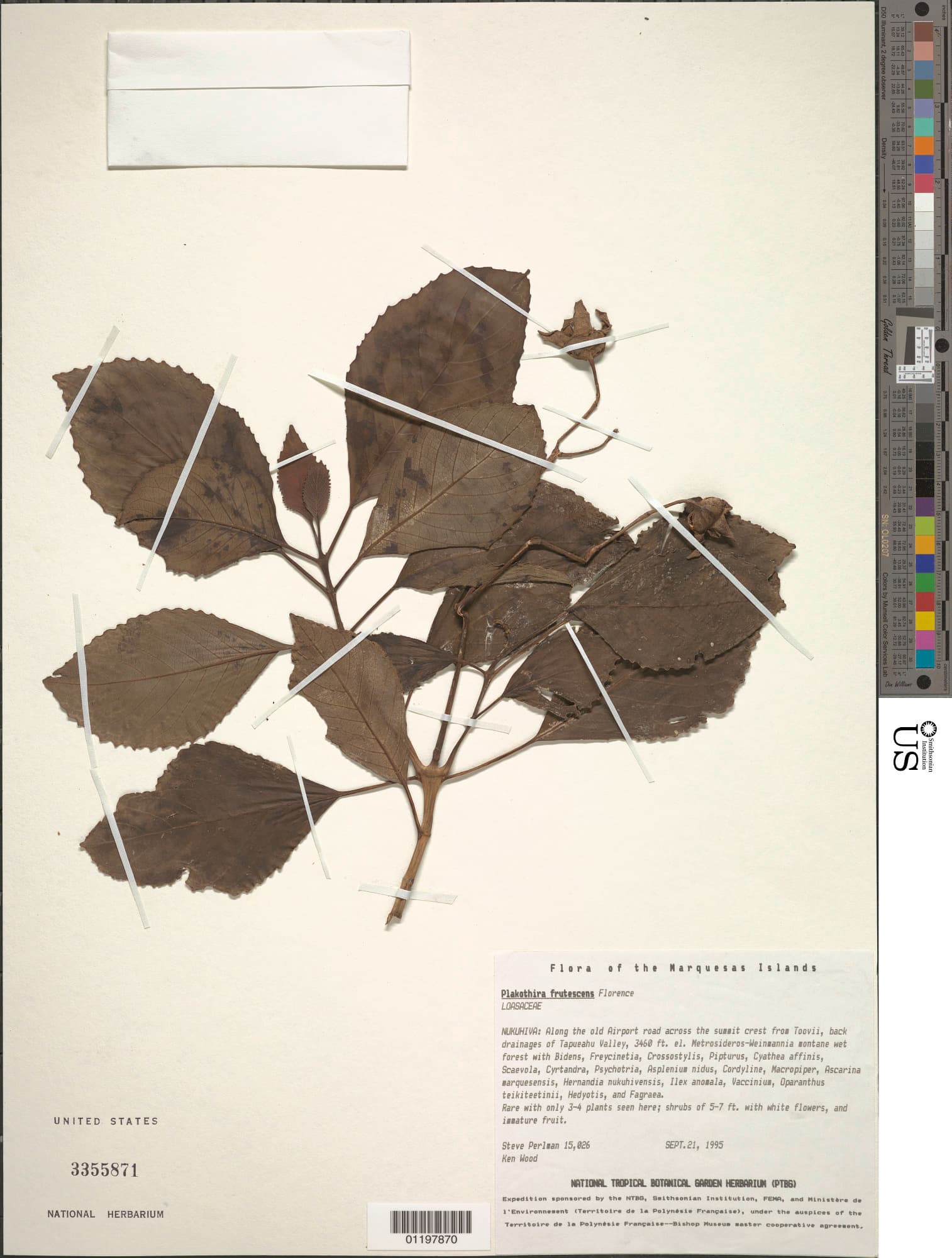 Plakothira frutescens