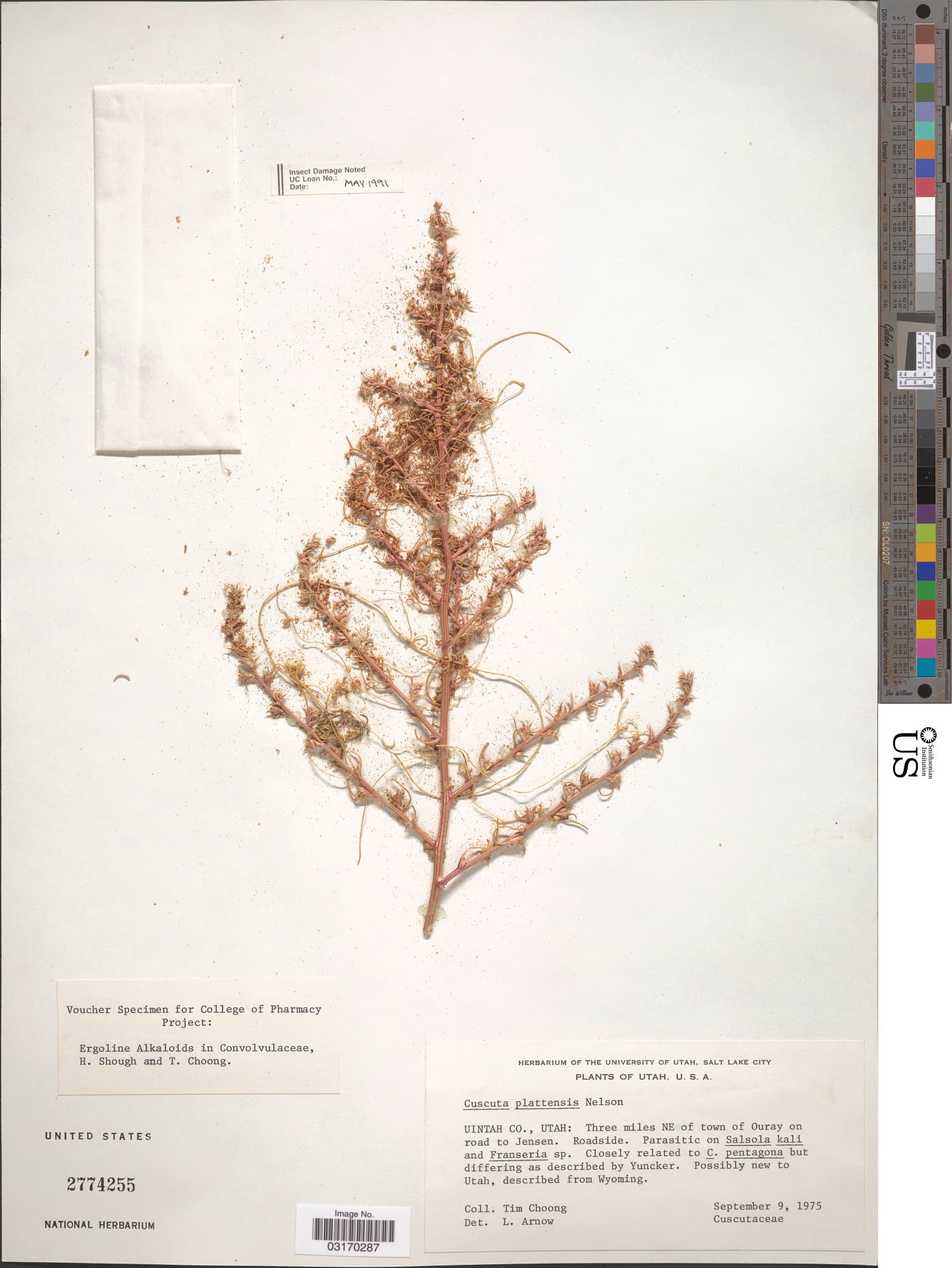 prairie dodder