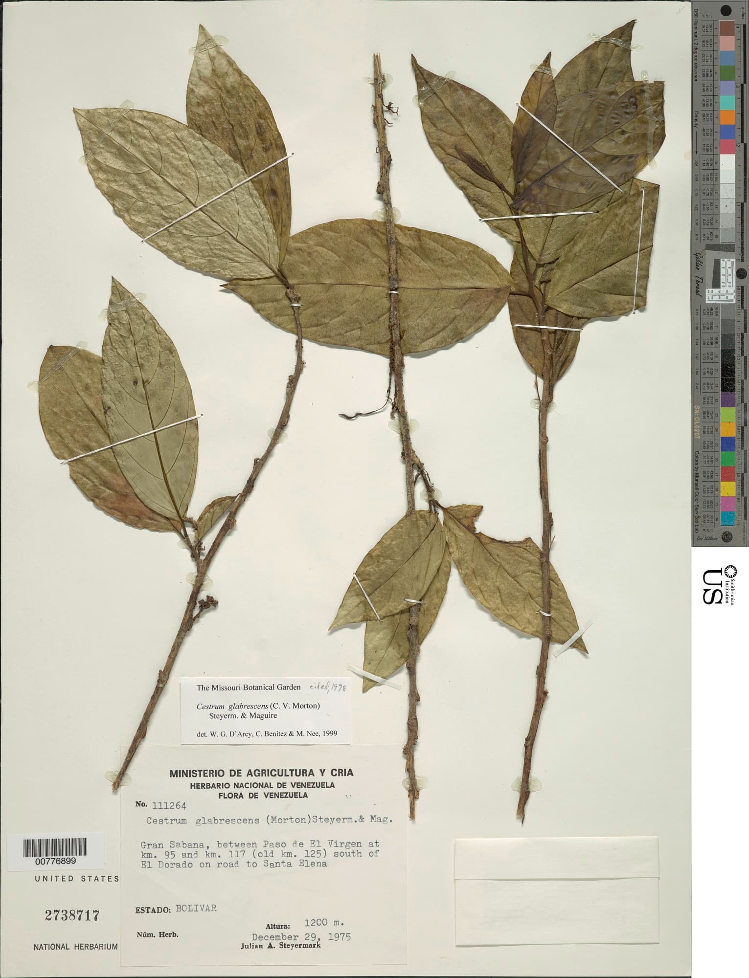 Cestrum glabrescens