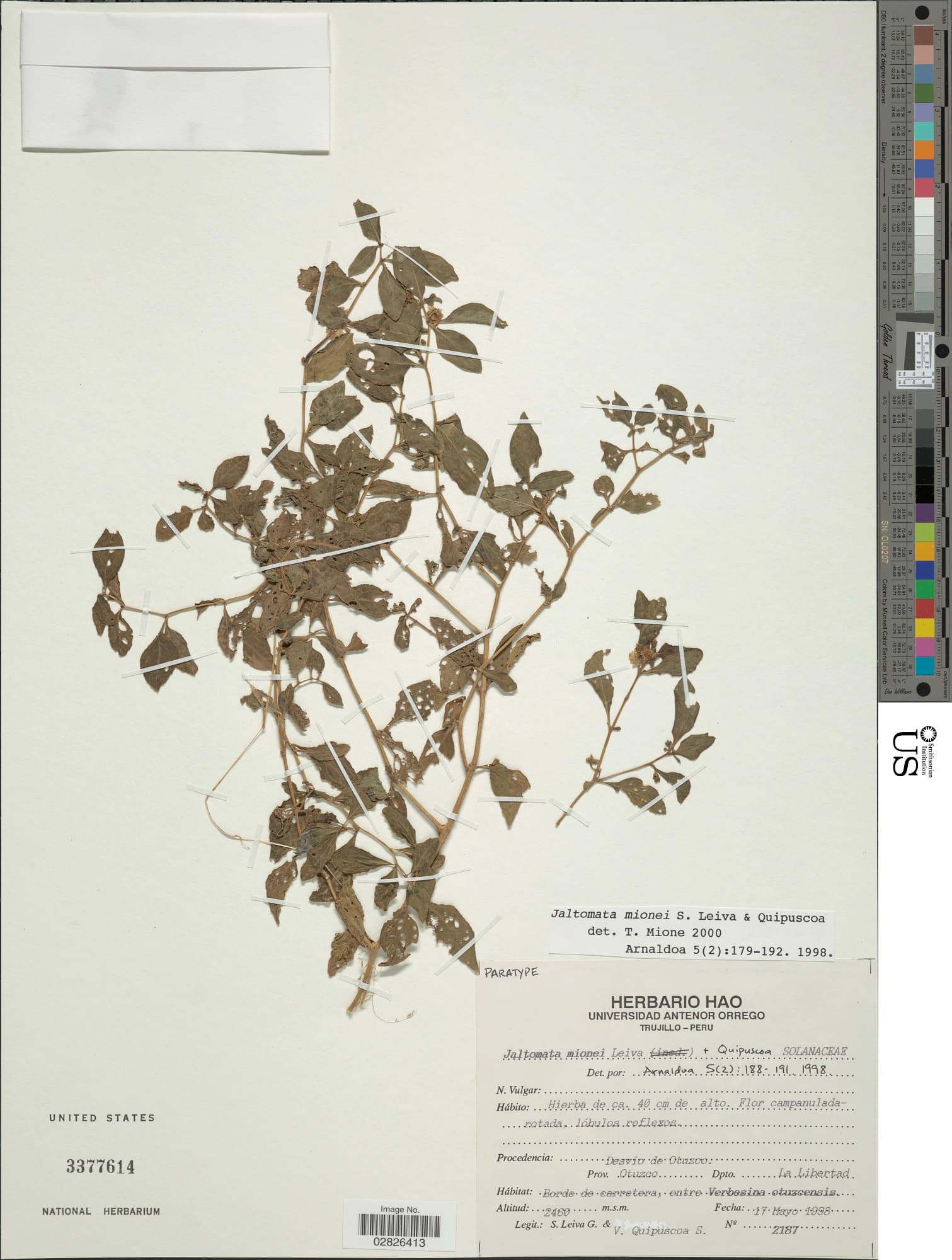 Jaltomata mionei