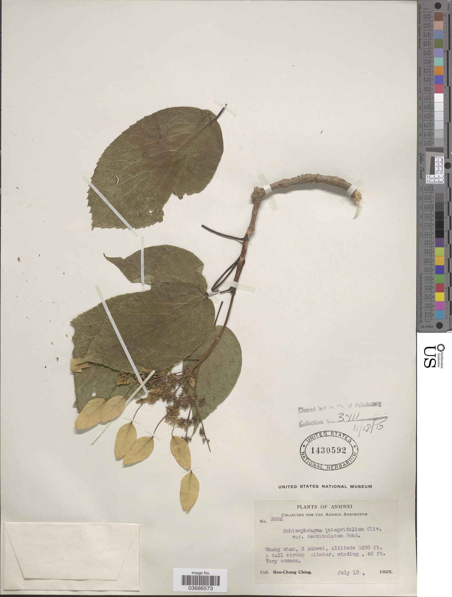 Hydrangea ampla