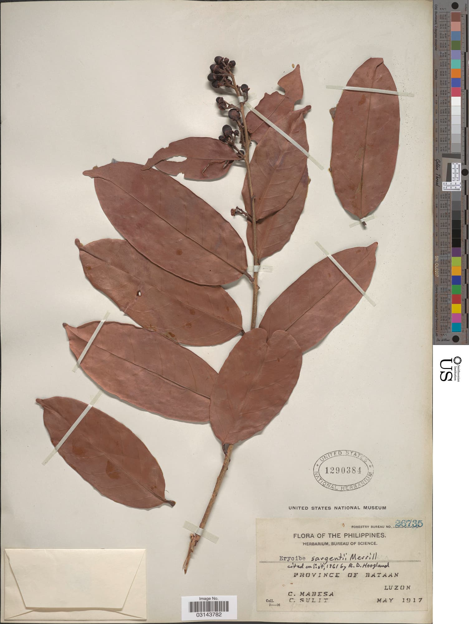 Erycibe sargentii
