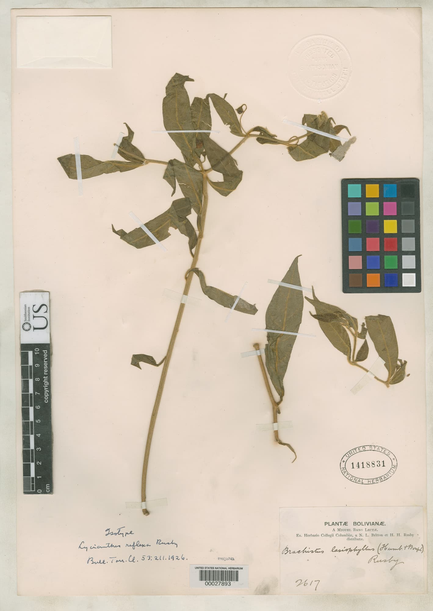 Lycianthes reflexa
