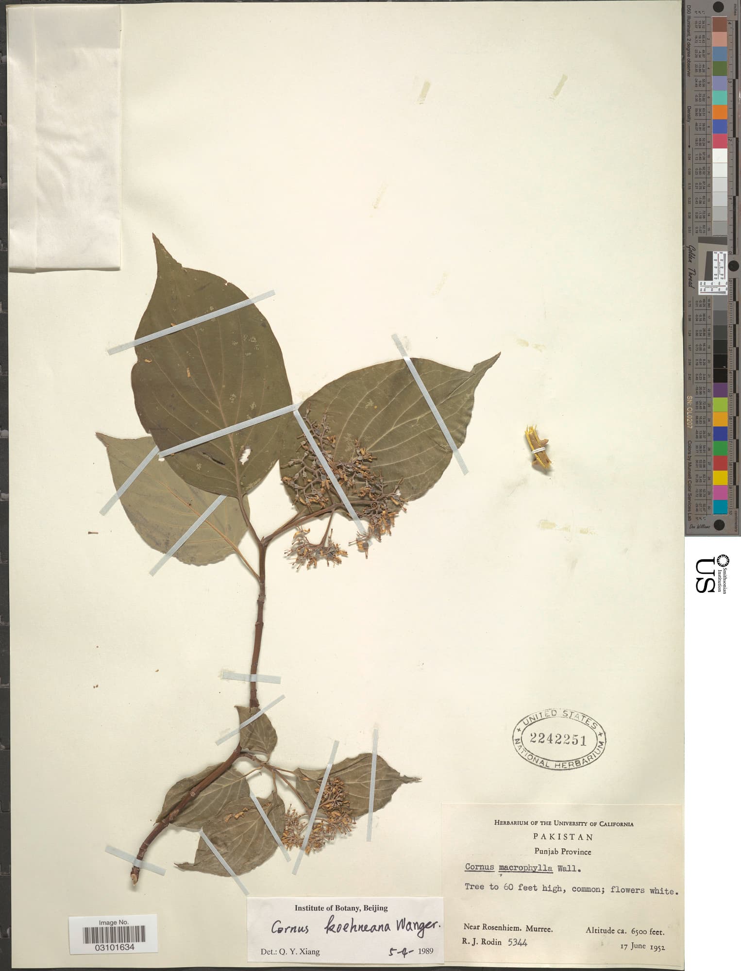 Koehne's Dogwood