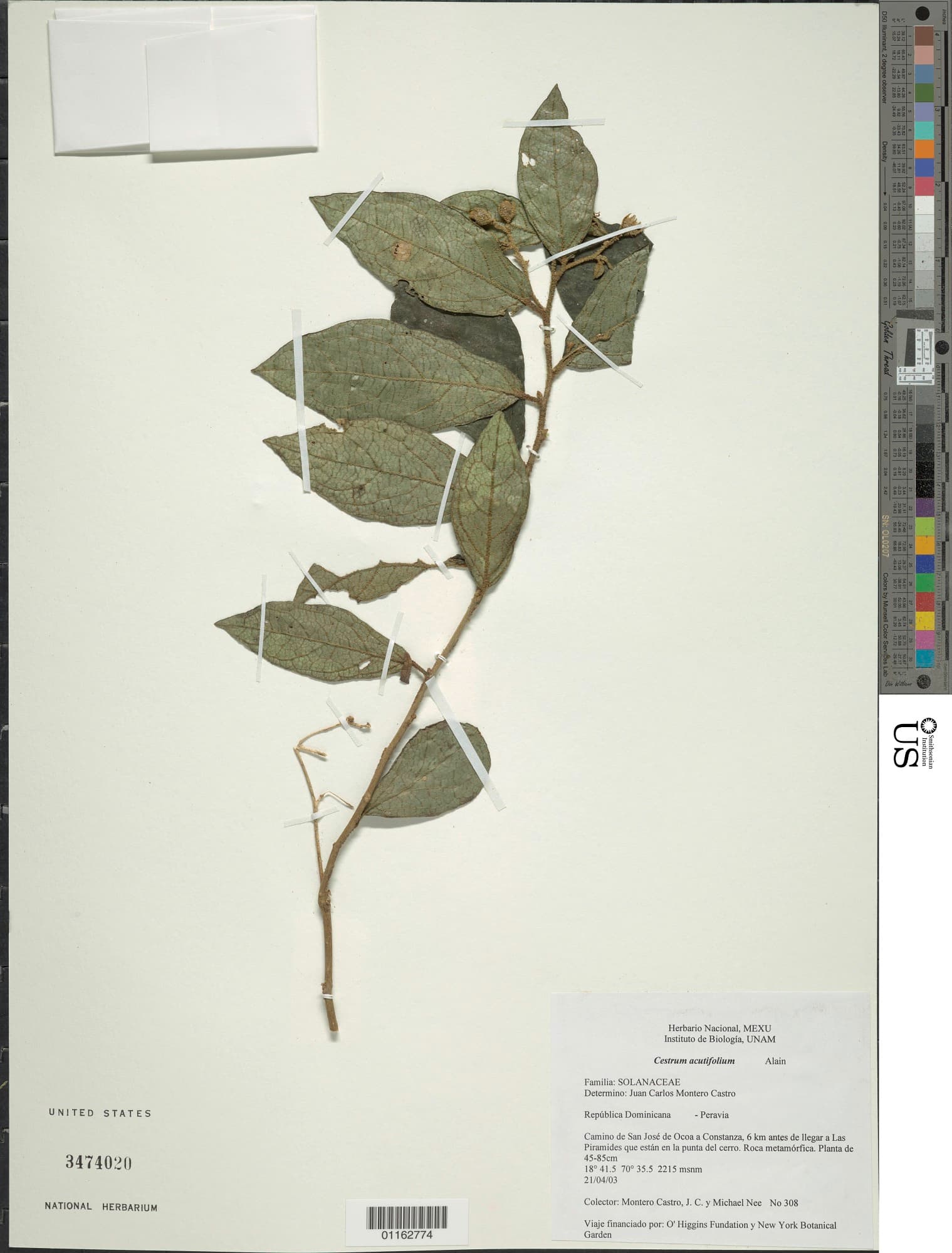 Cestrum acutifolium