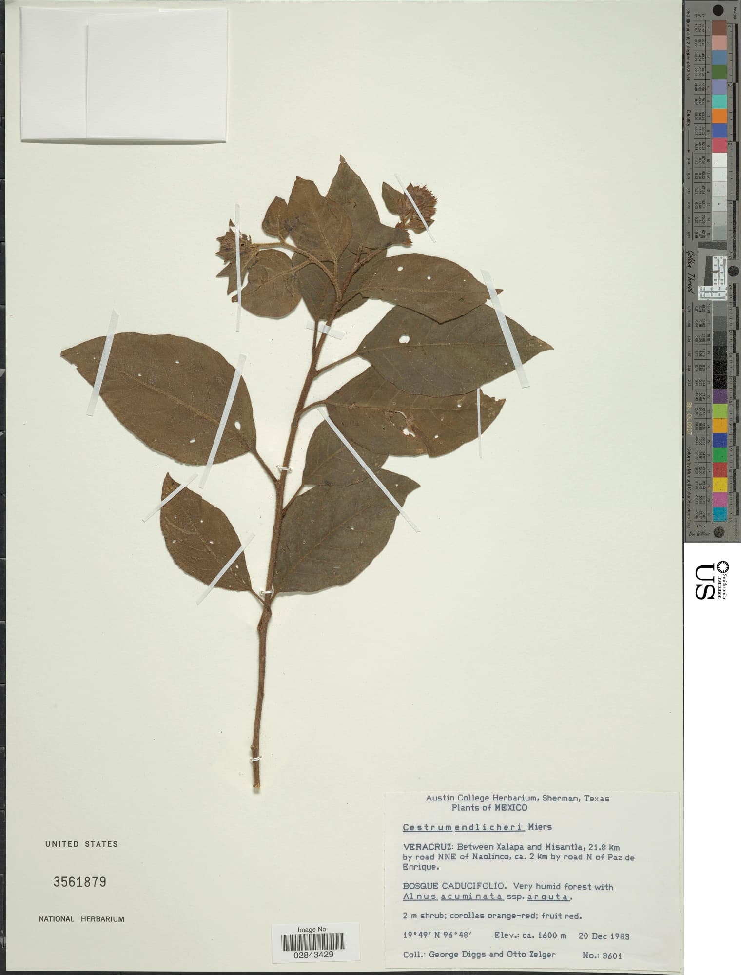 Cestrum endlicheri