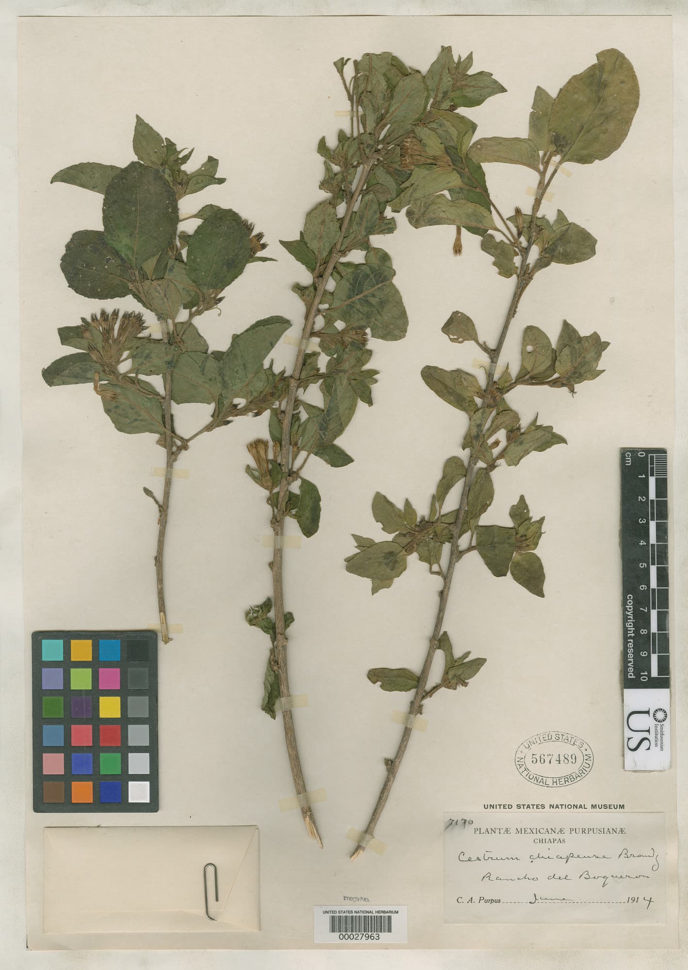 Cestrum chiapense