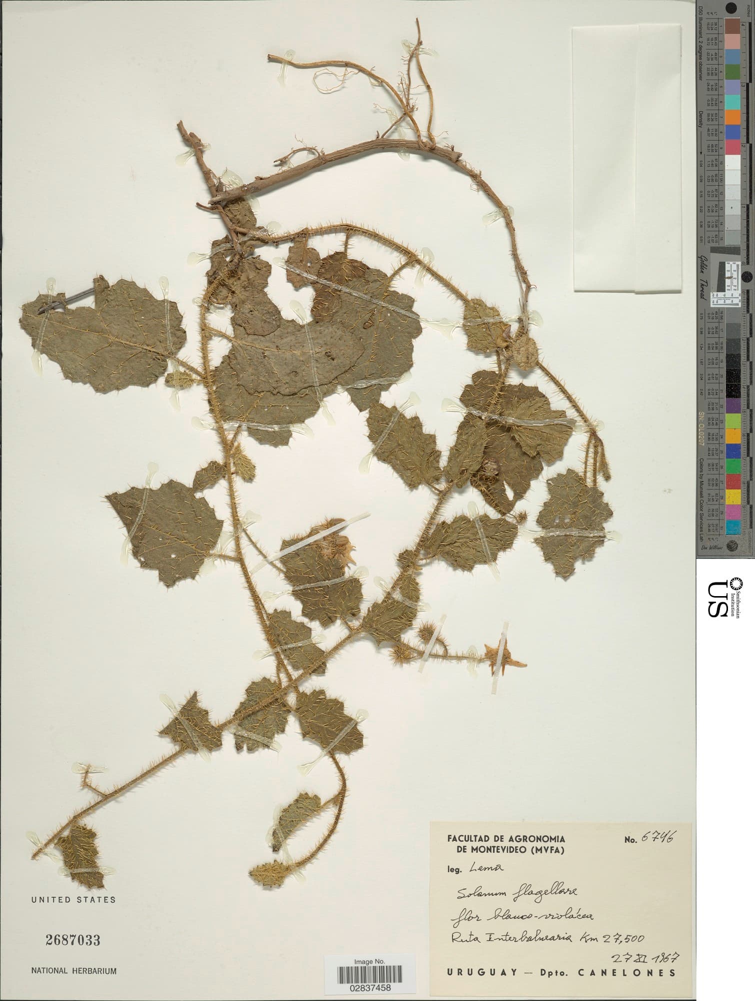 Solanum flagellare