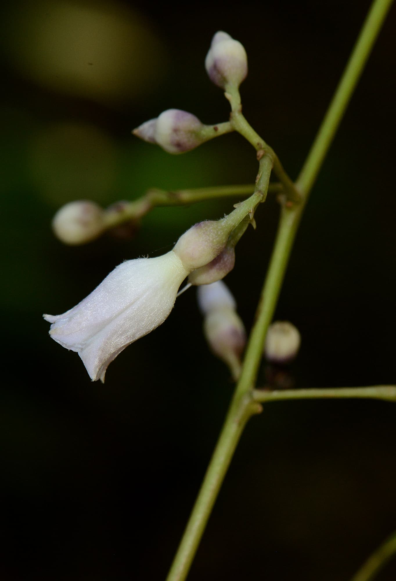 Maripa paniculata