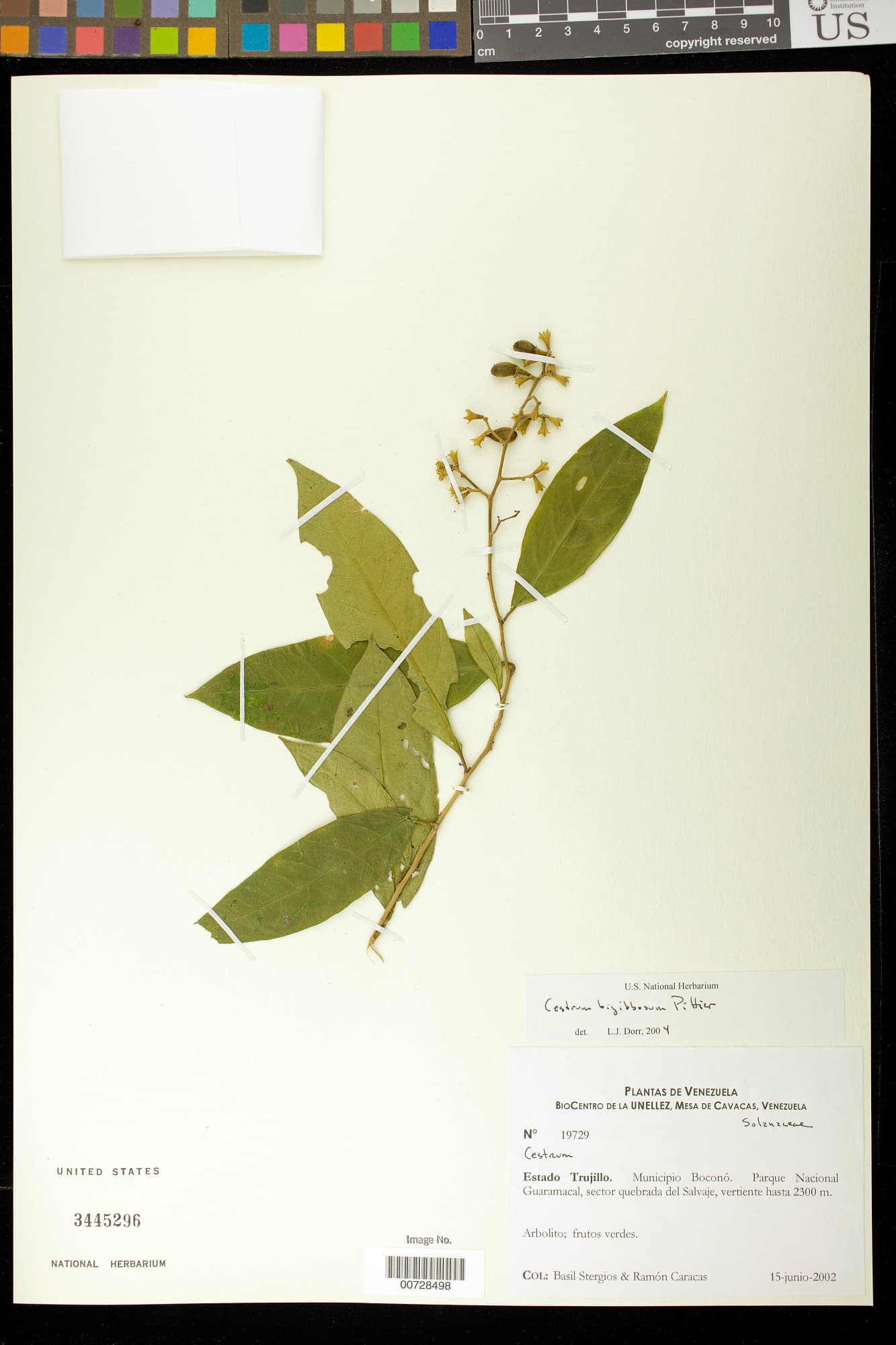 bigibbous cestrum