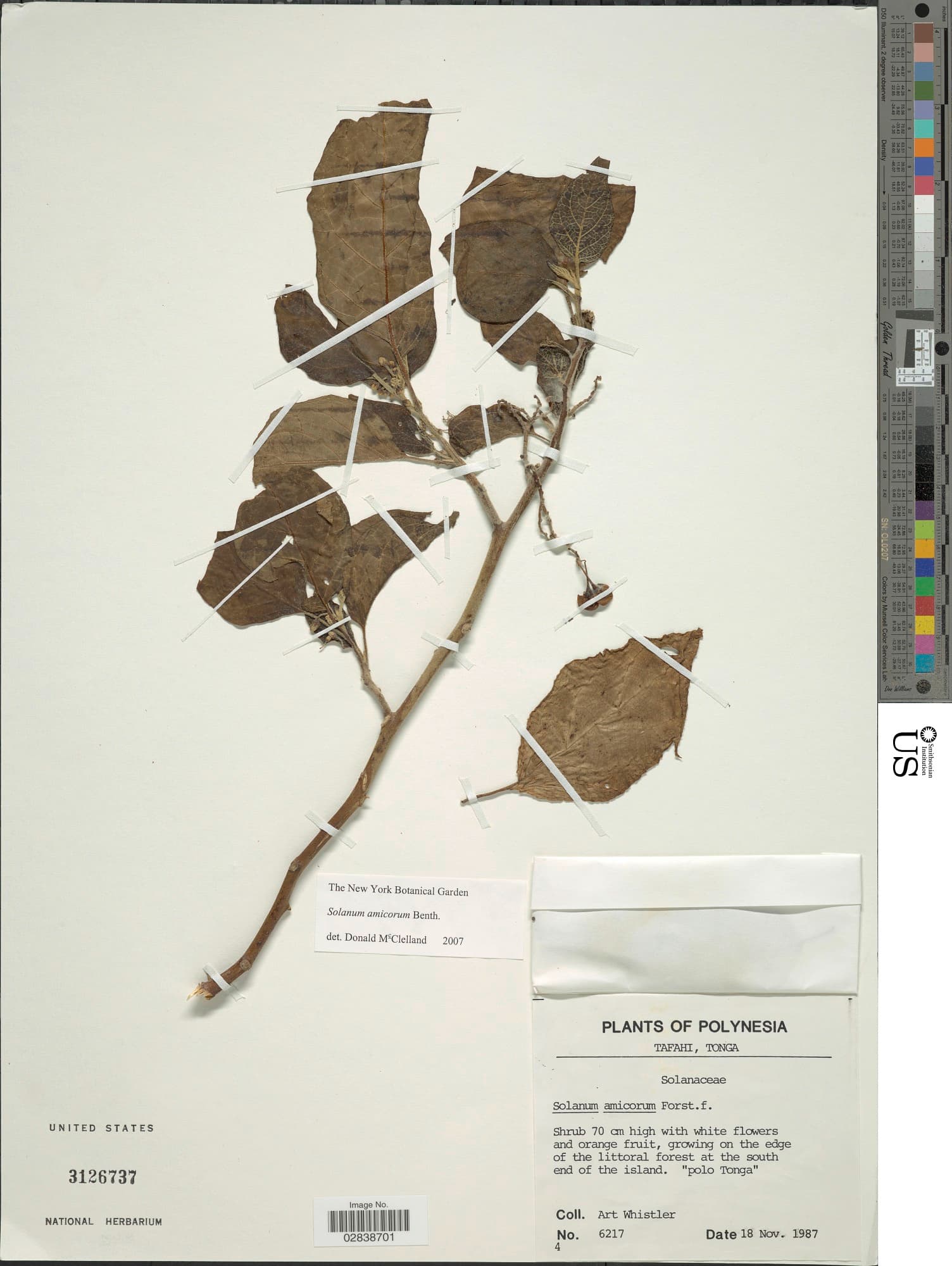 Solanum amicorum