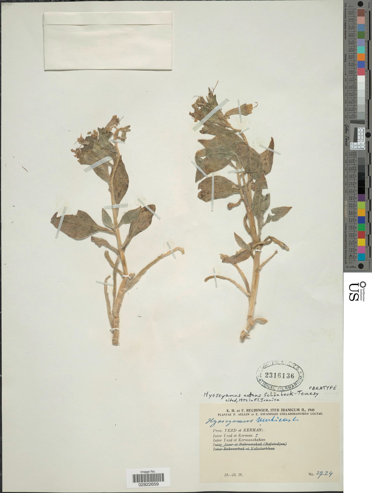 Hyoscyamus nutans