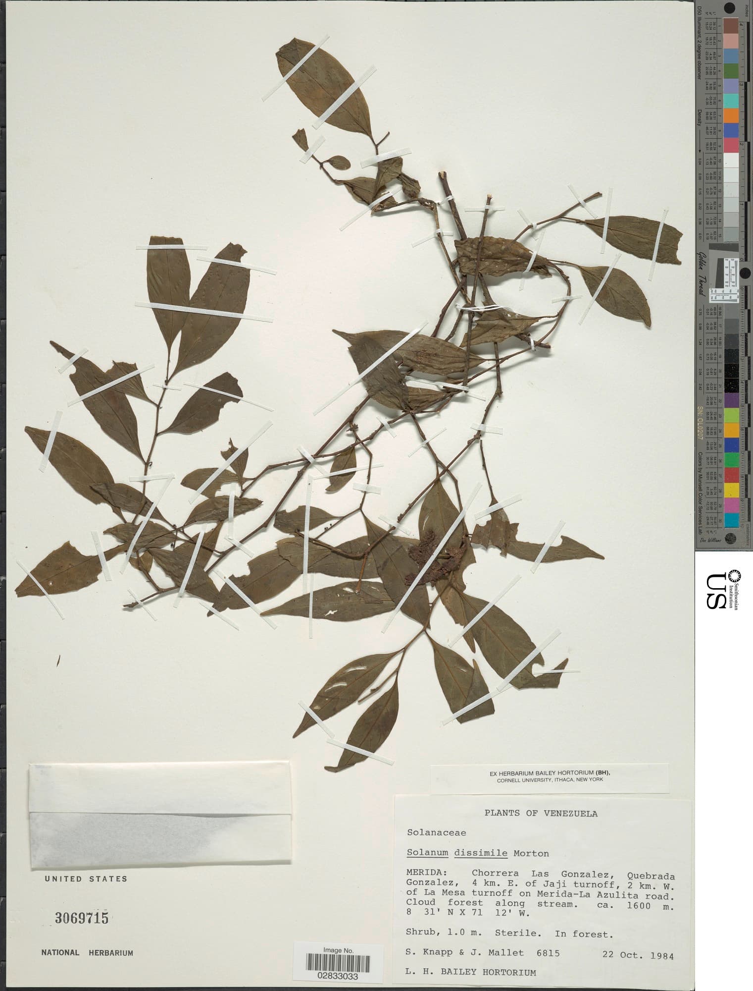 Solanum dissimile