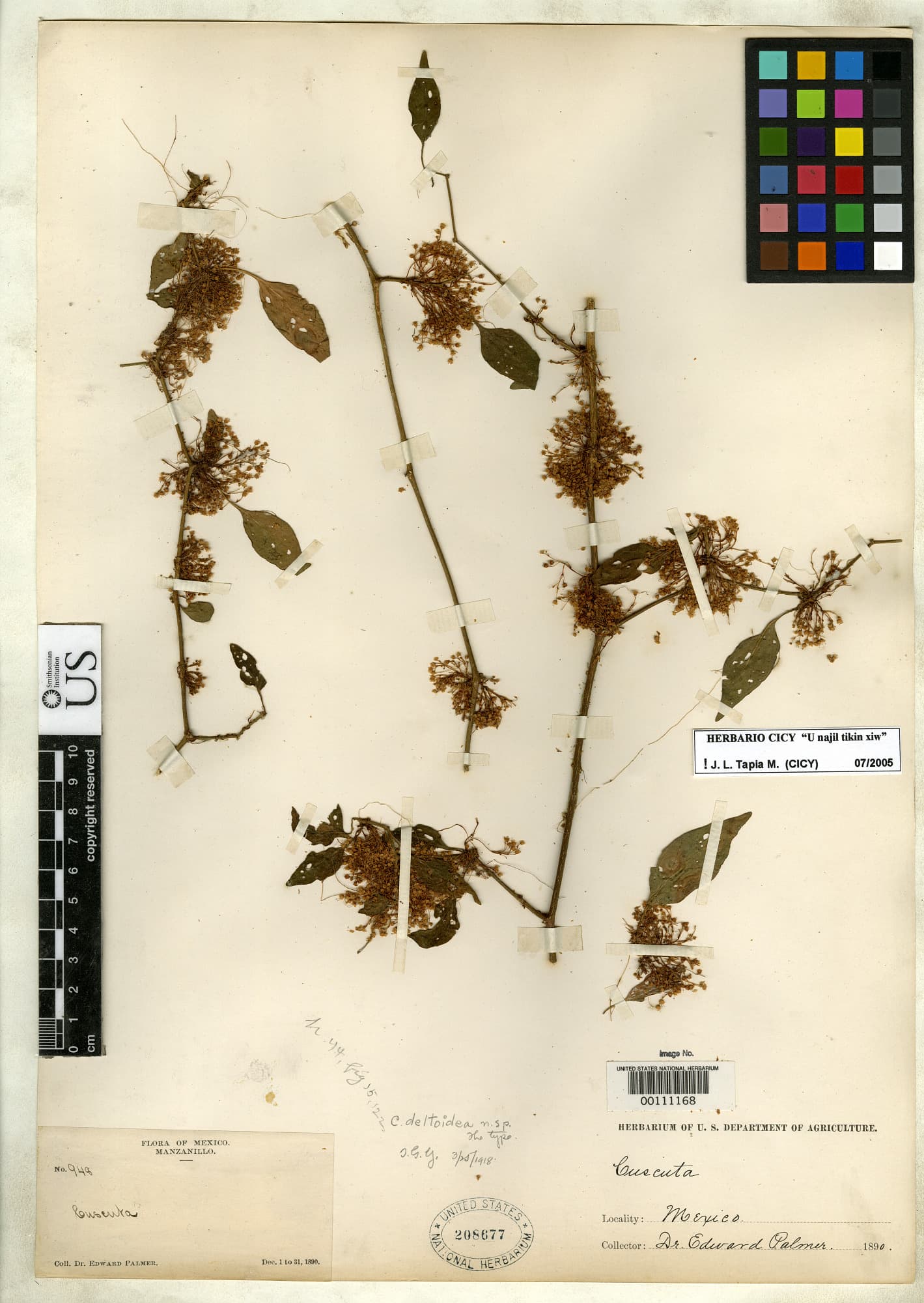 Cuscuta deltoidea