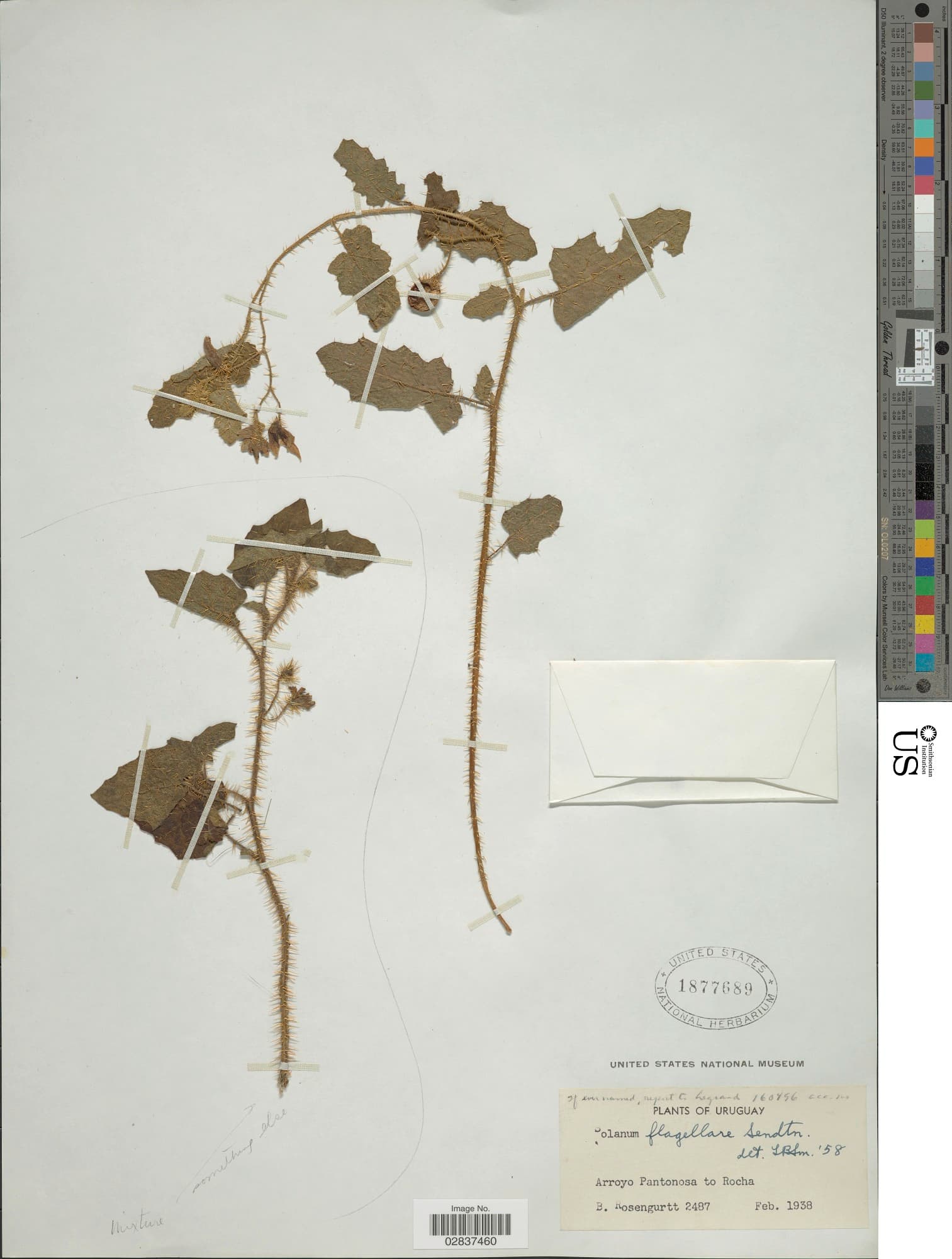 Solanum flagellare