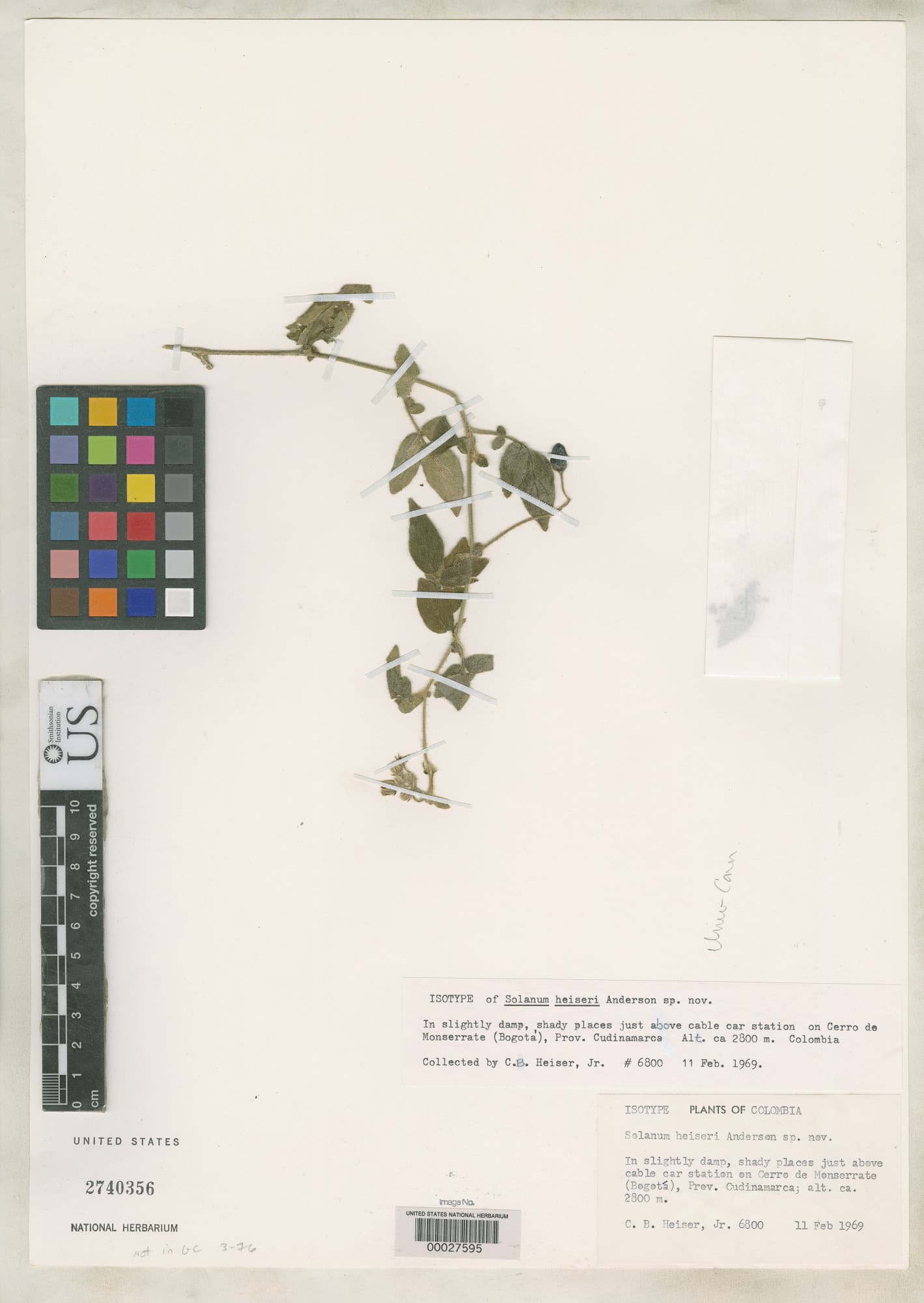 Solanum heiseri