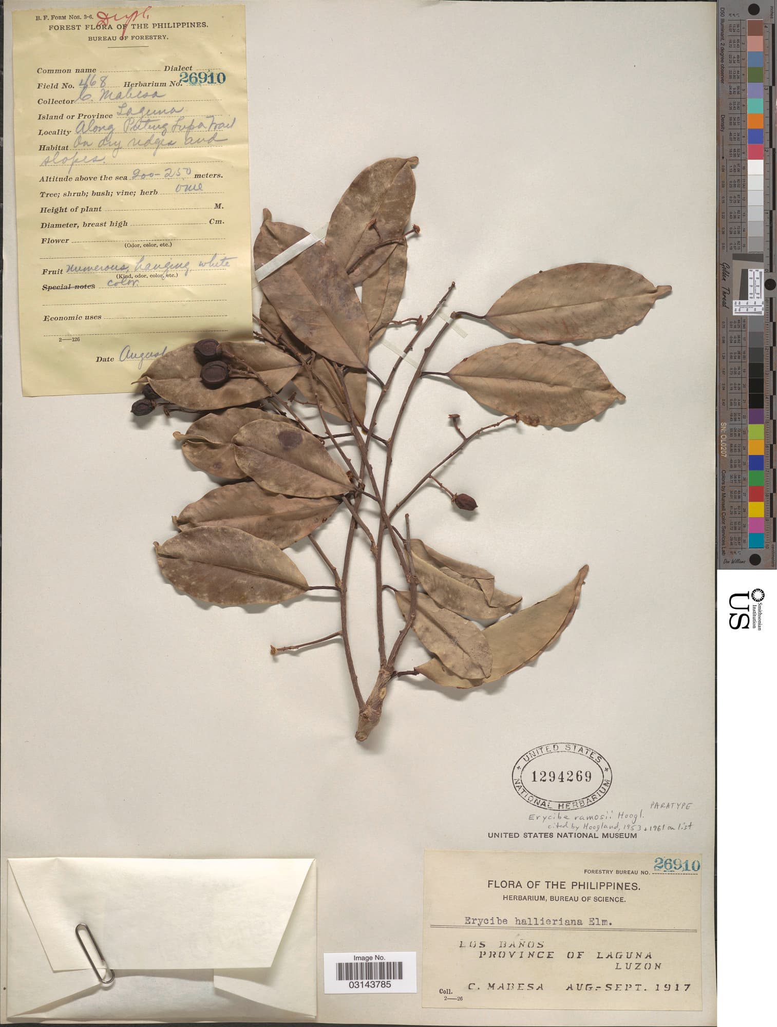 Erycibe ramosii