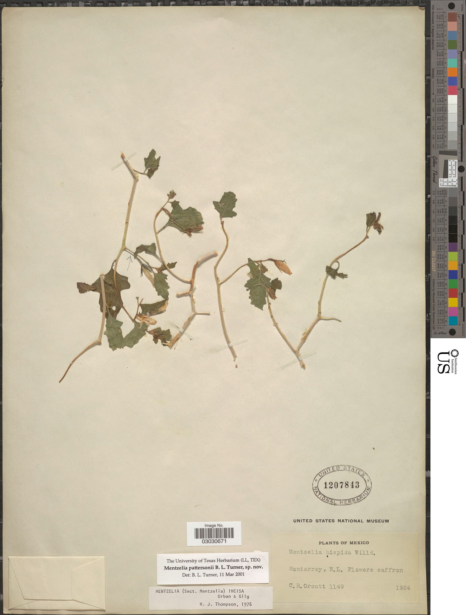 Mentzelia pattersonii
