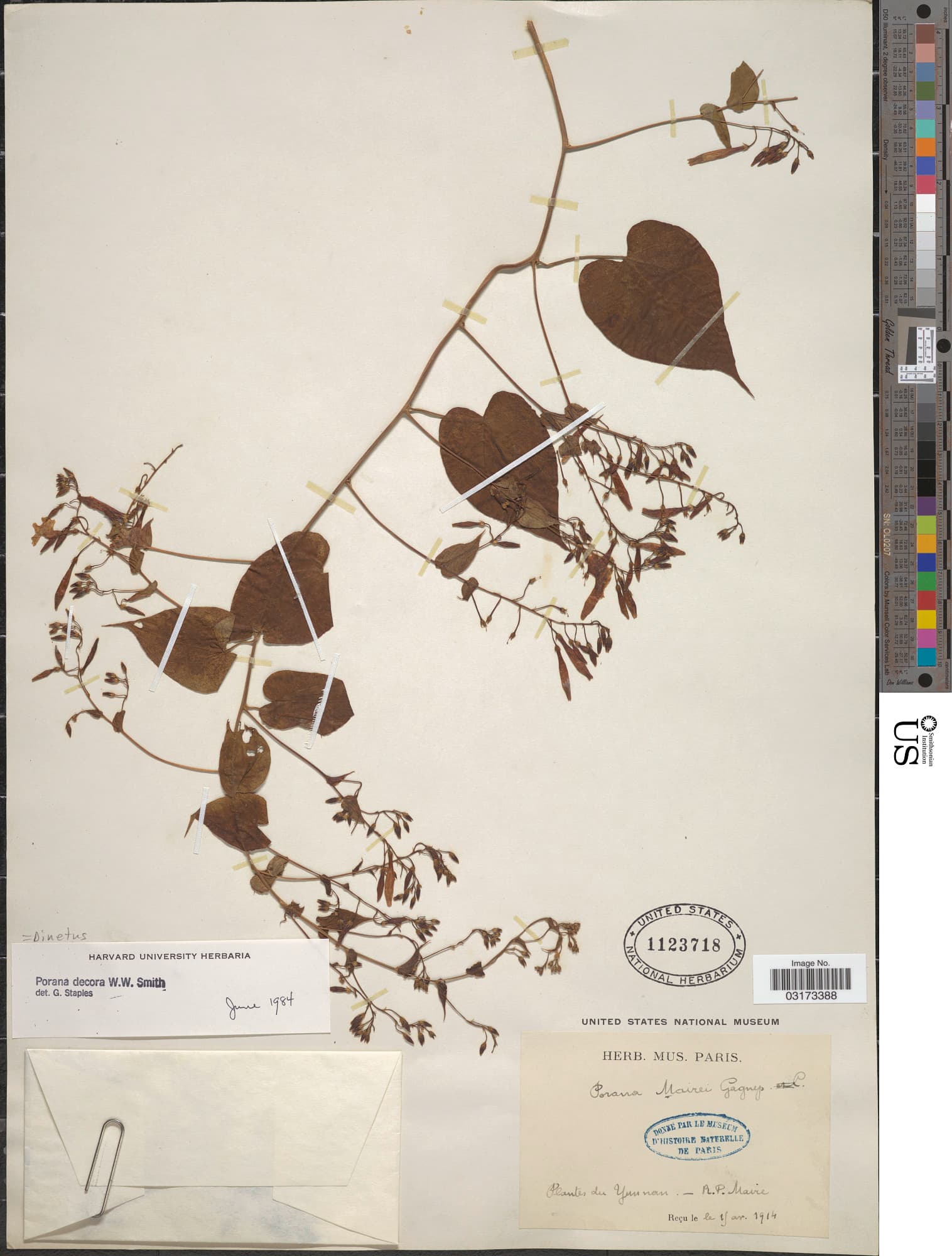 Dinetus decorus
