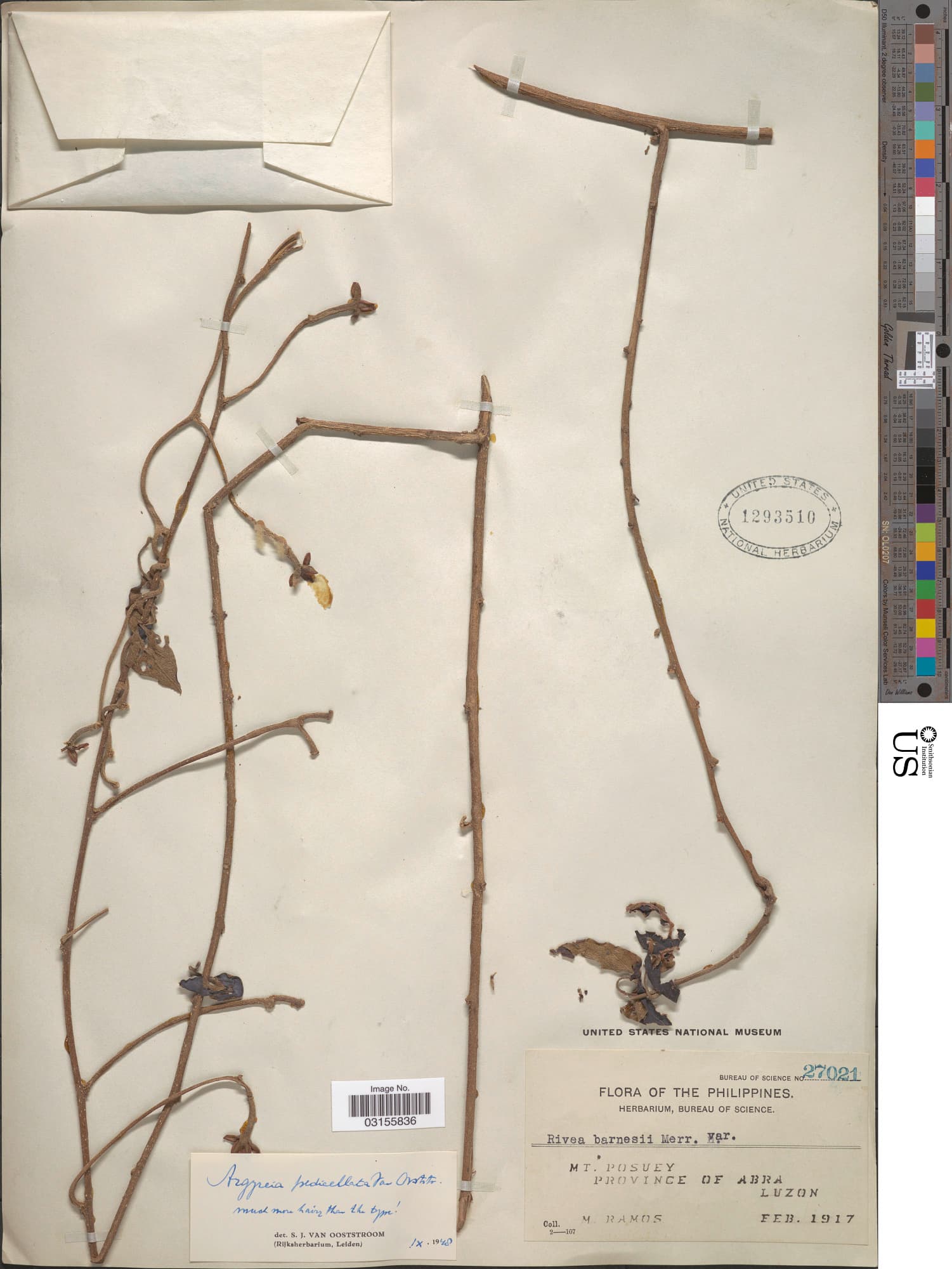 Argyreia pedicellata
