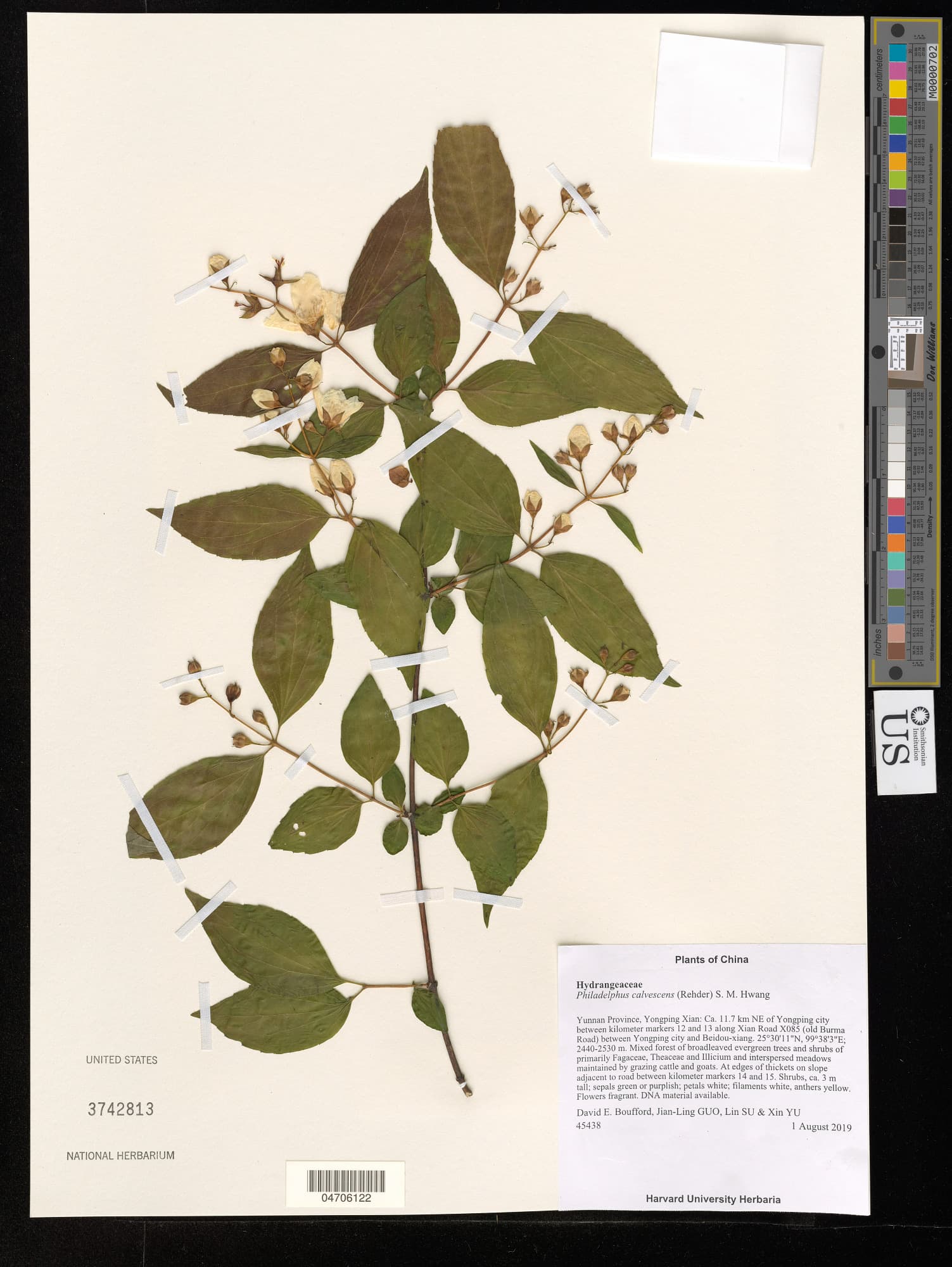 Philadelphus calvescens
