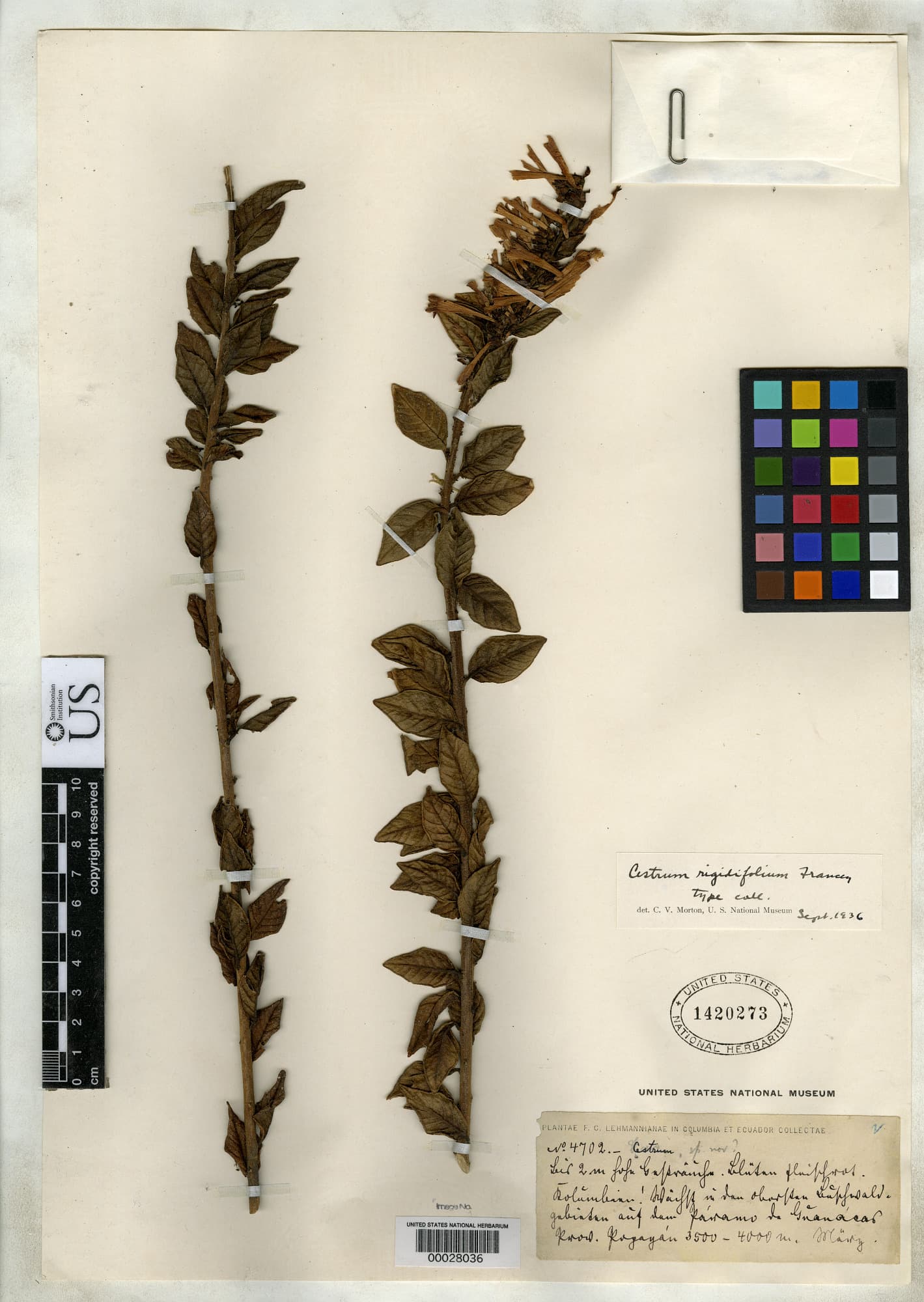 Cestrum rigidifolium
