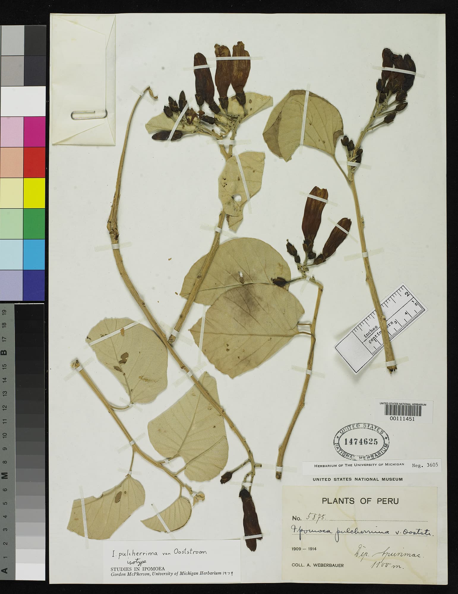 Ipomoea pulcherrima