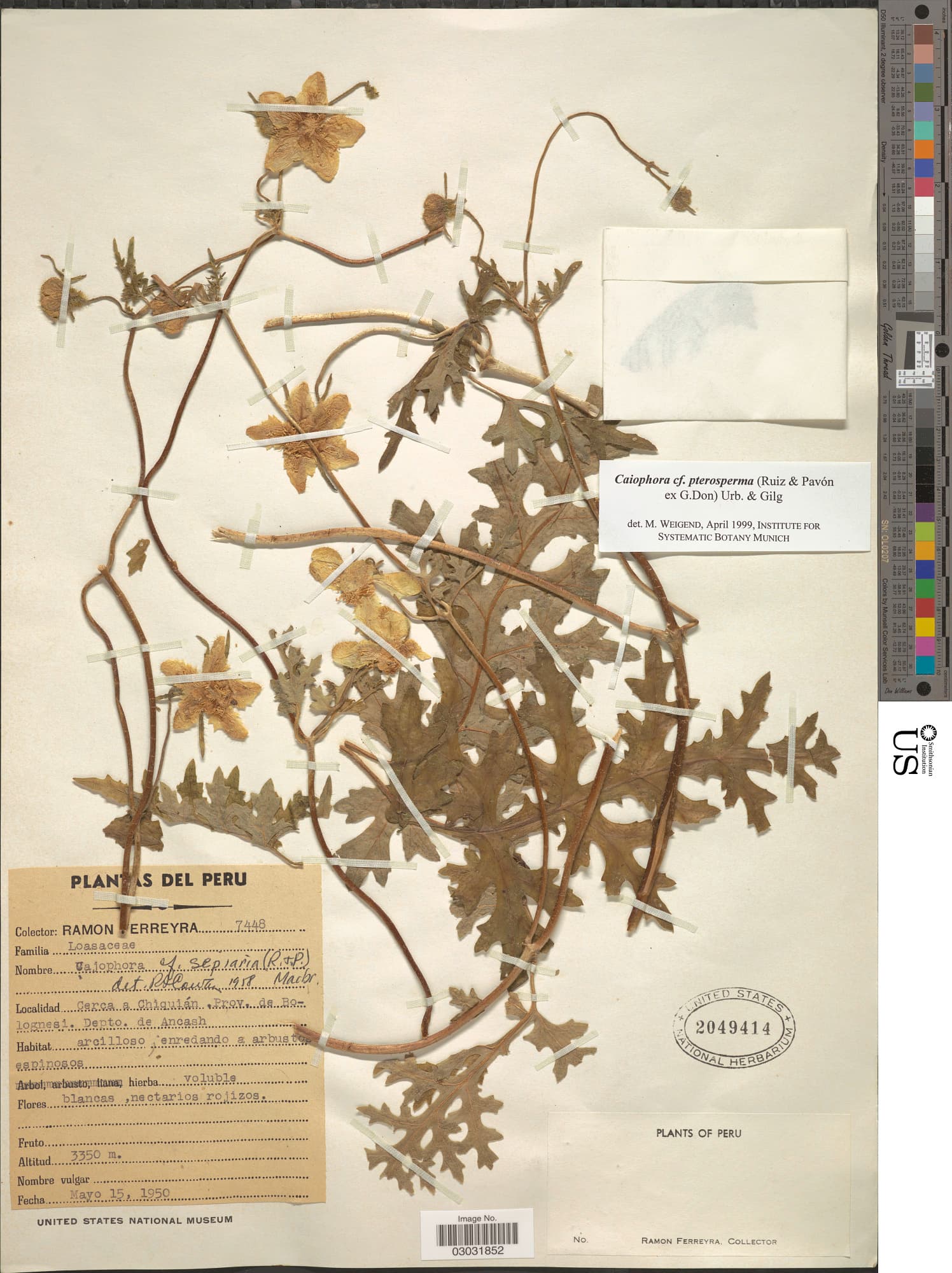 Caiophora pterosperma