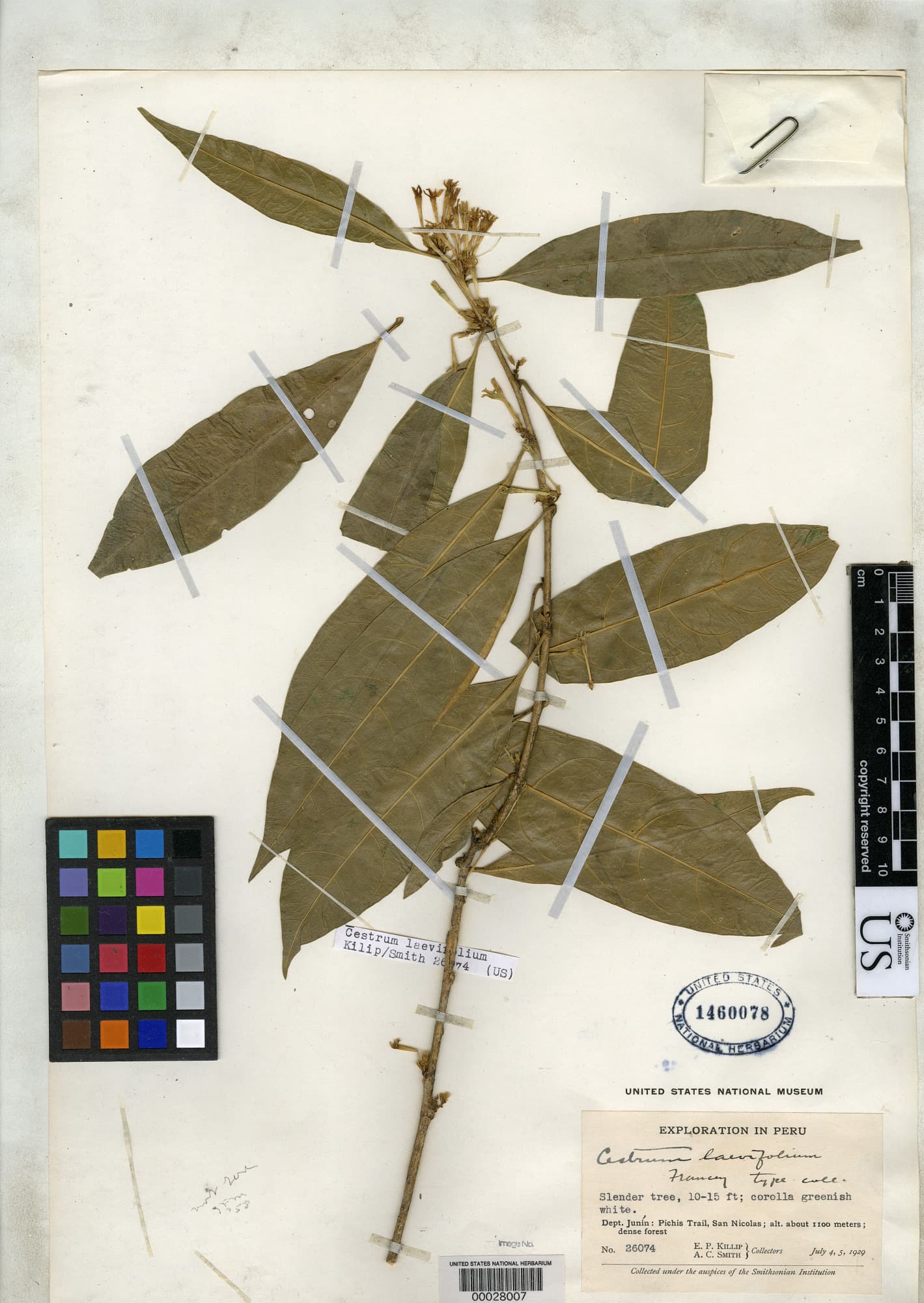 Glabrousleaf Cestrum