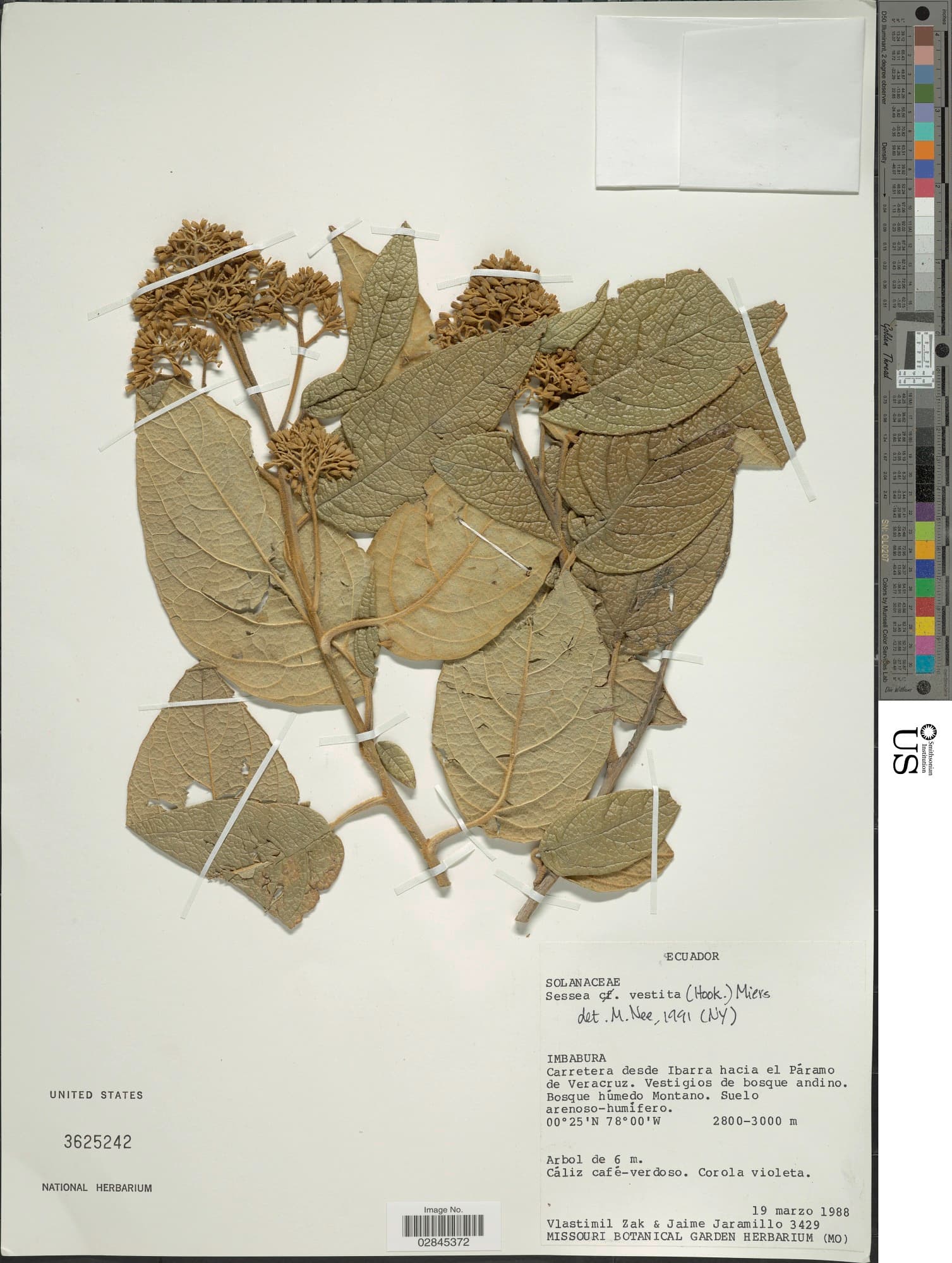 Cestrum vestitum