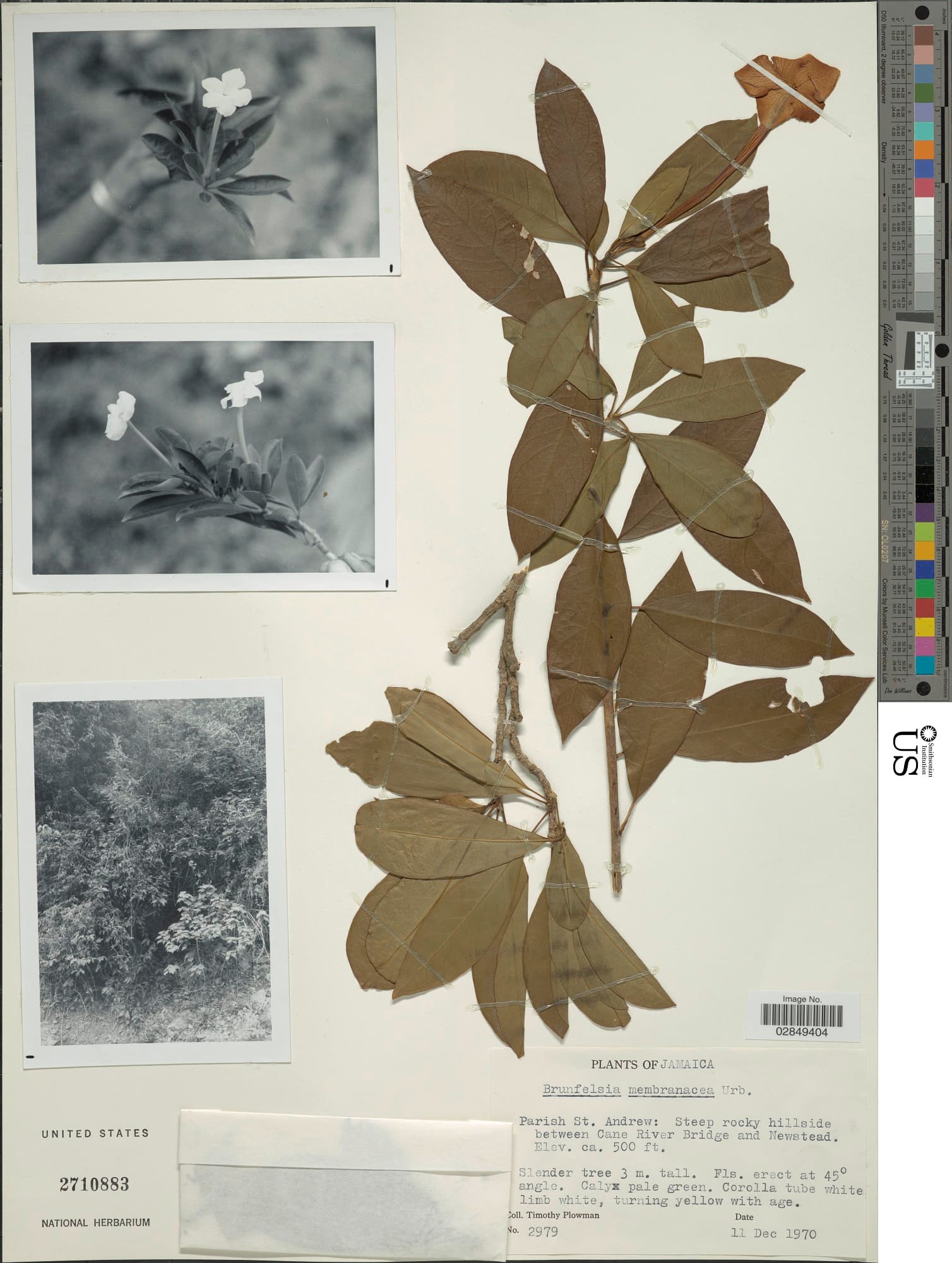 Brunfelsia membranacea