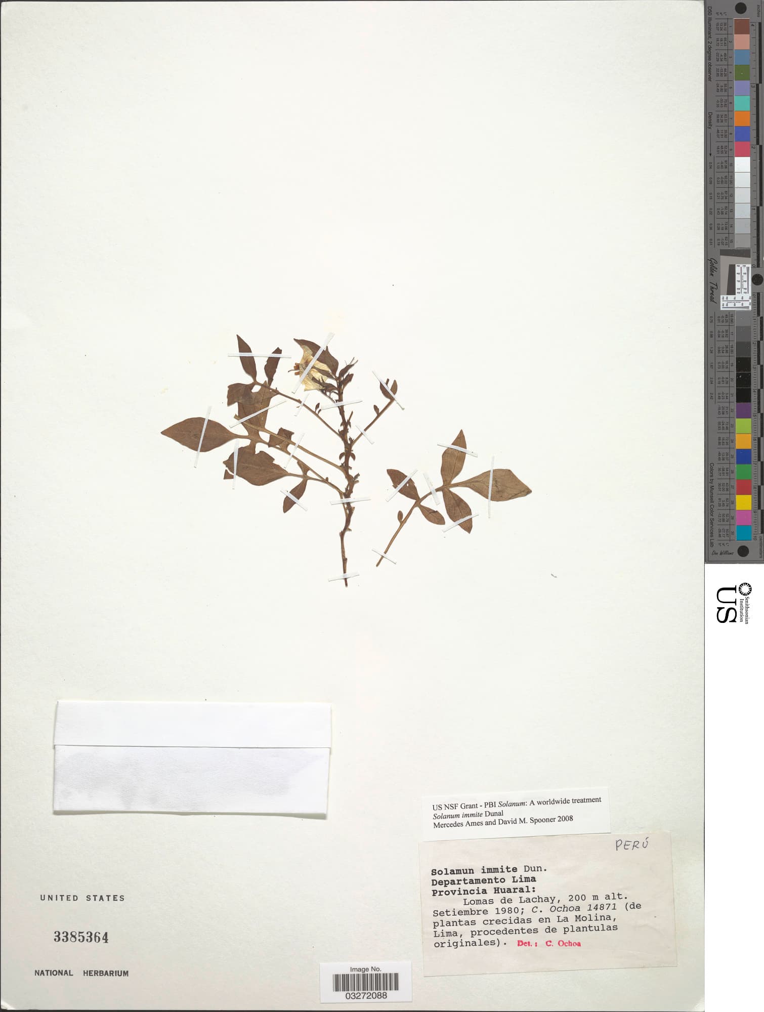 Solanum immite