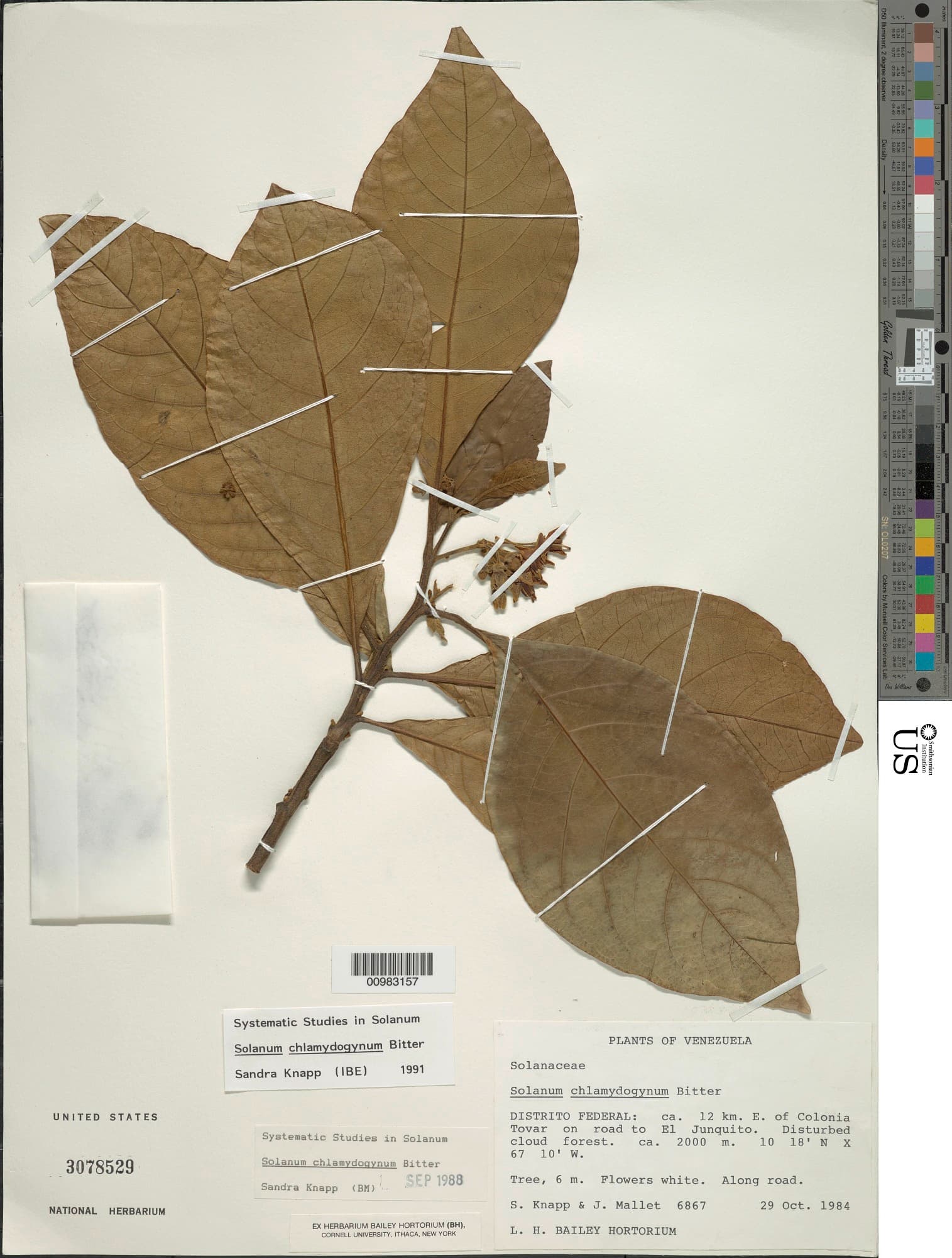 Solanum chlamydogynum