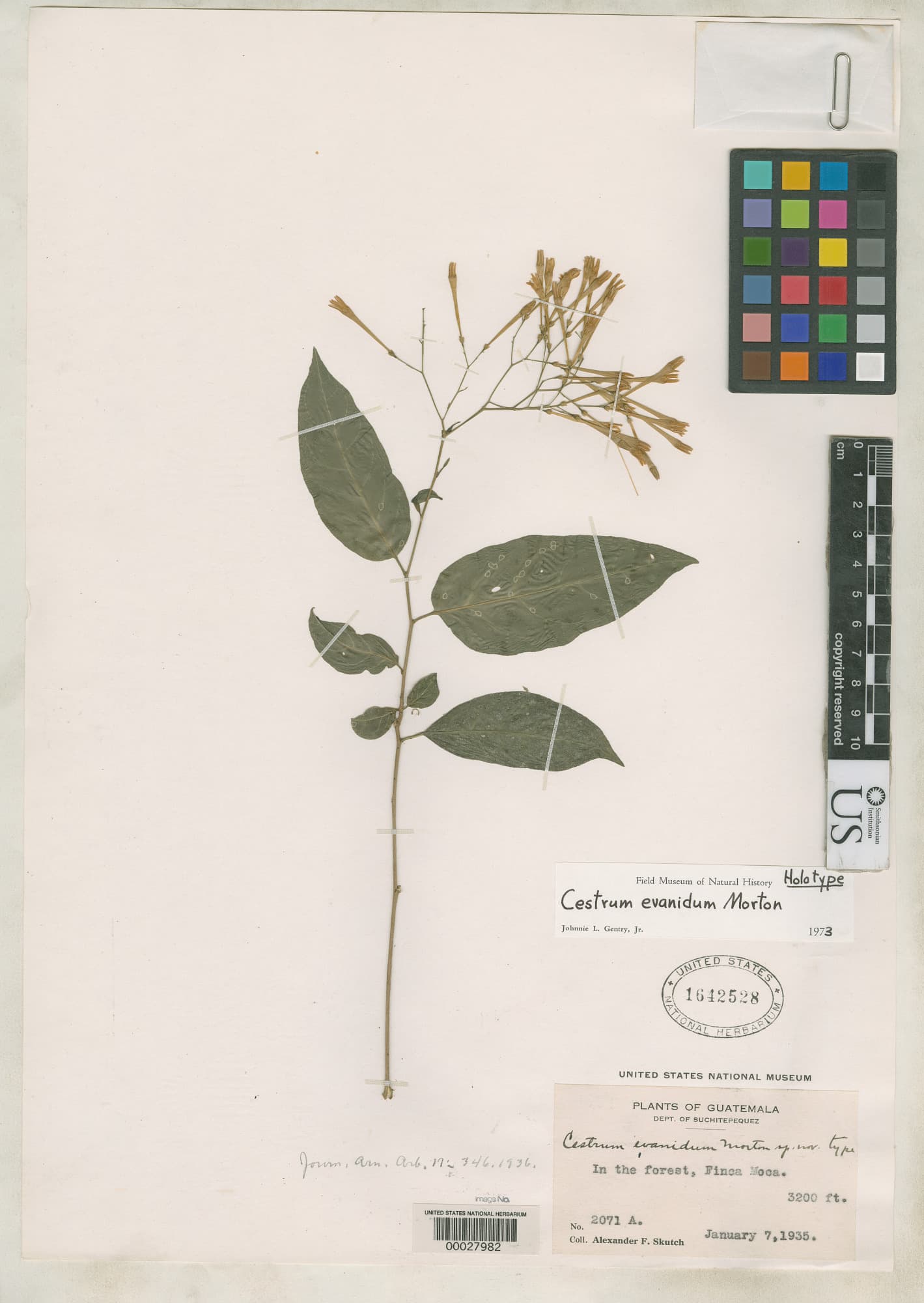 Cestrum evanidum