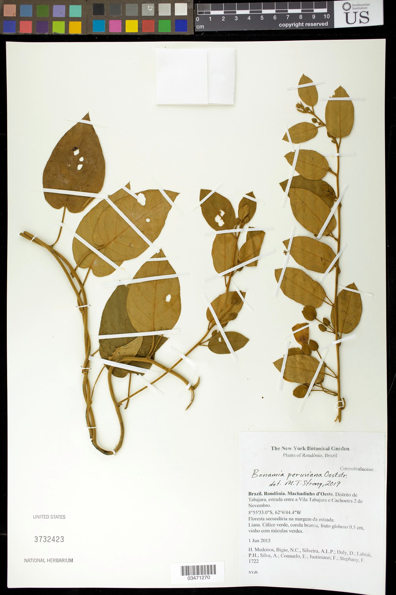 Bonamia peruviana