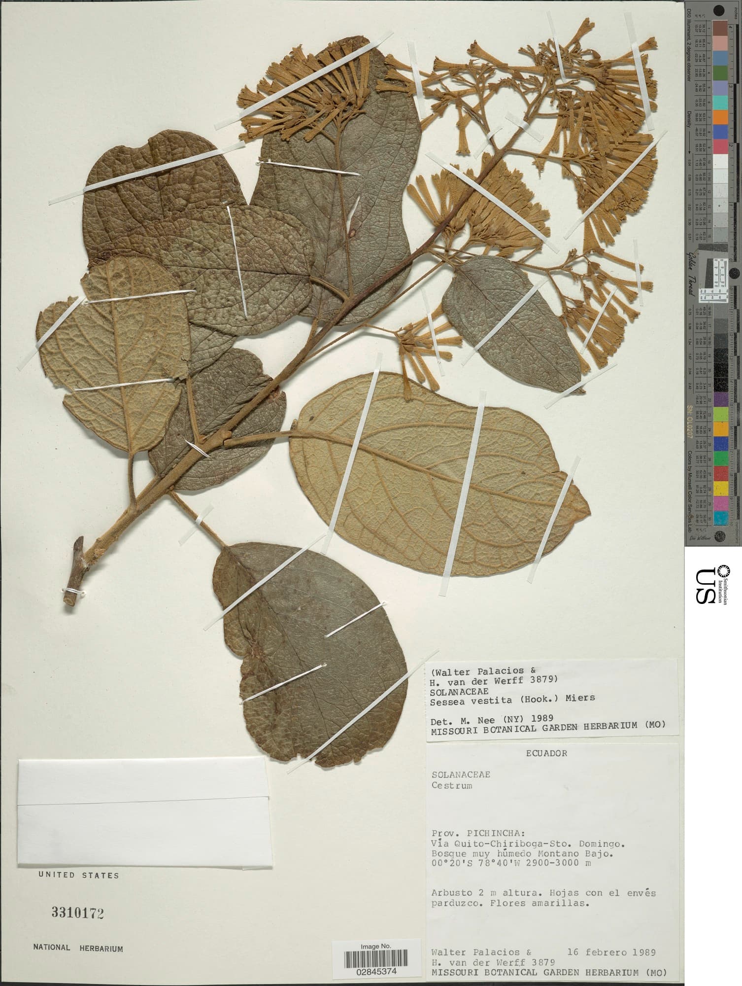 Cestrum vestitum