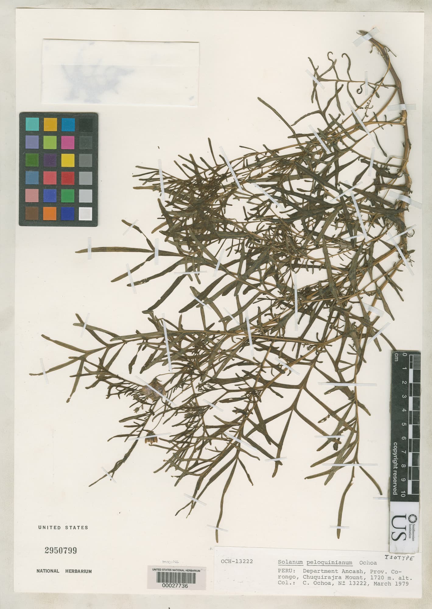 Solanum anamatophilum