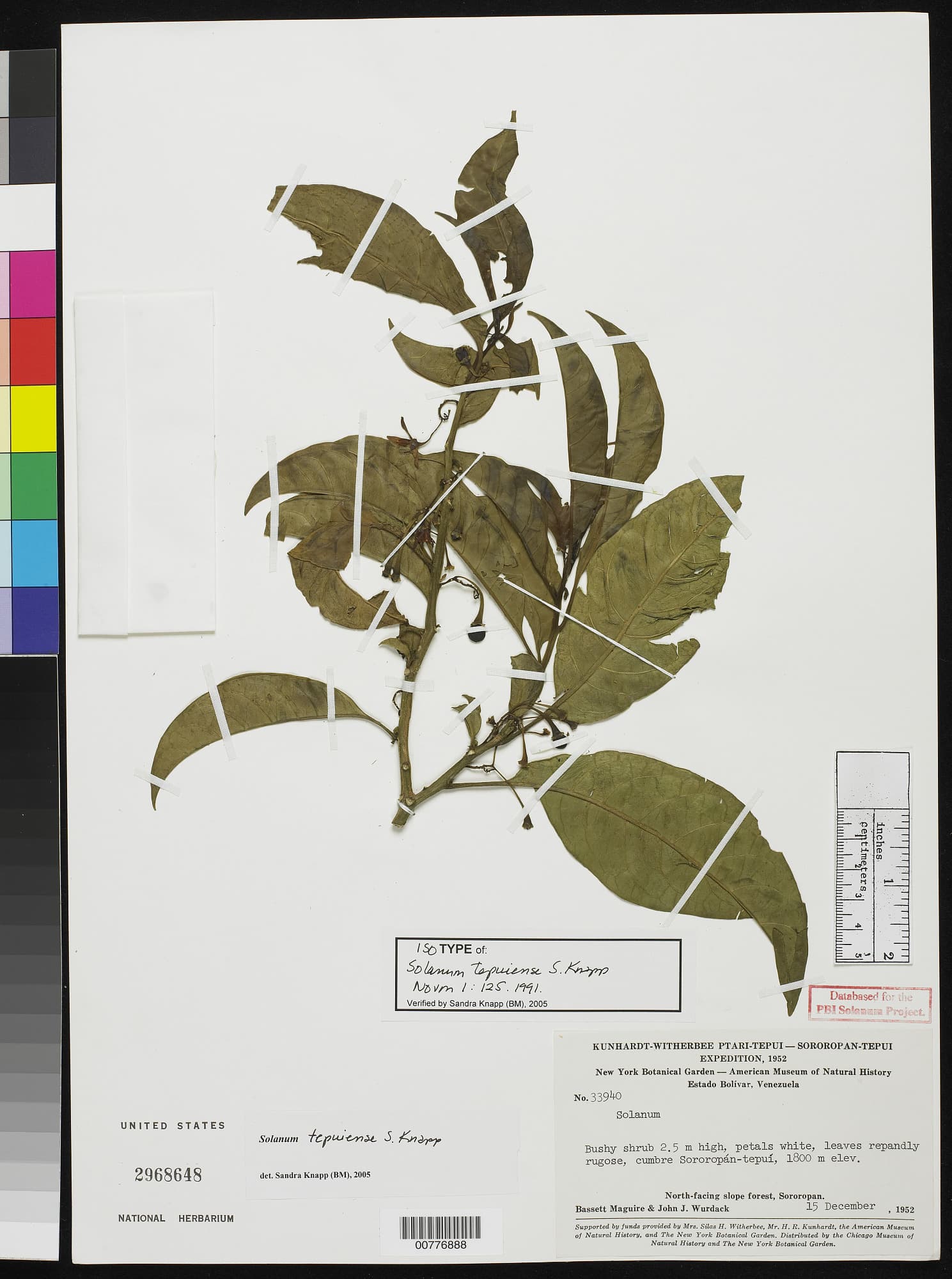 Solanum tepuiense