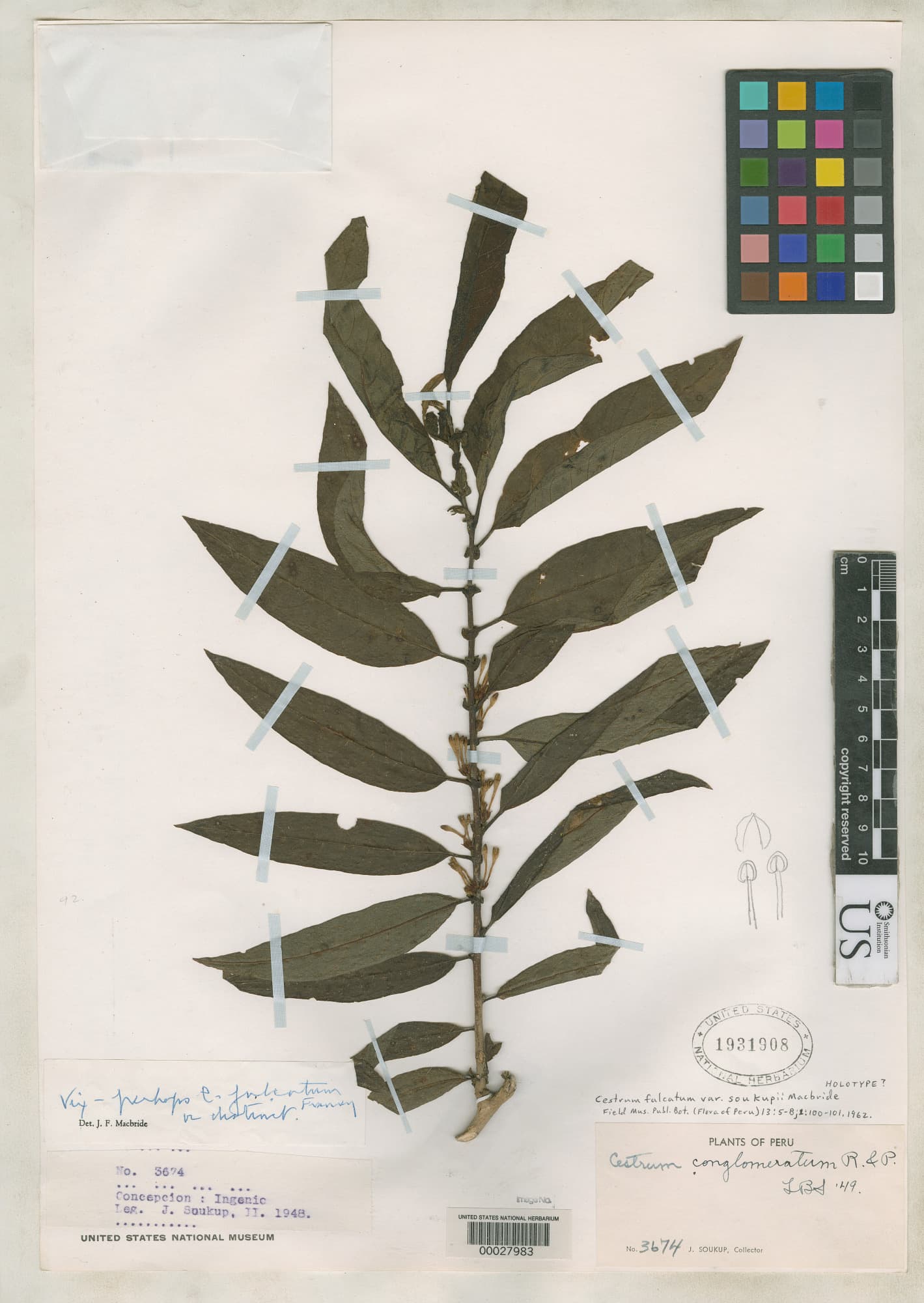 Cestrum falcatum