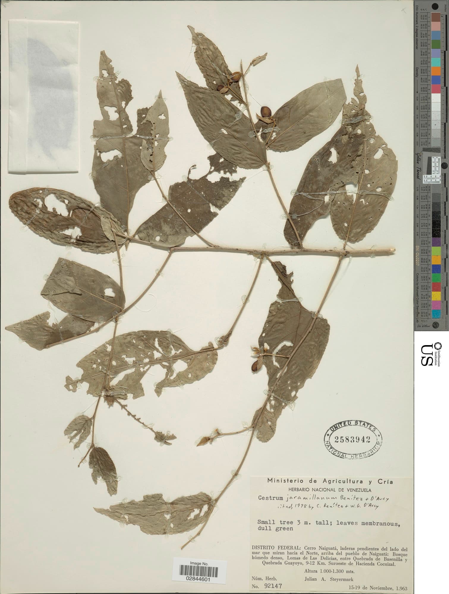 Cestrum jaramillanum
