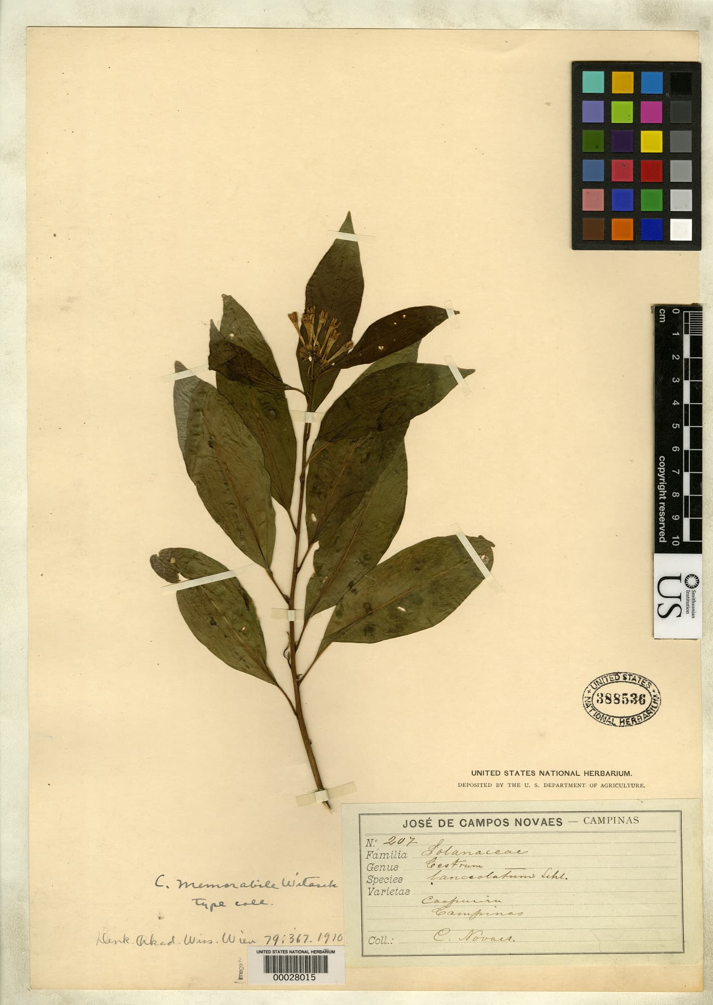 Cestrum memorabile