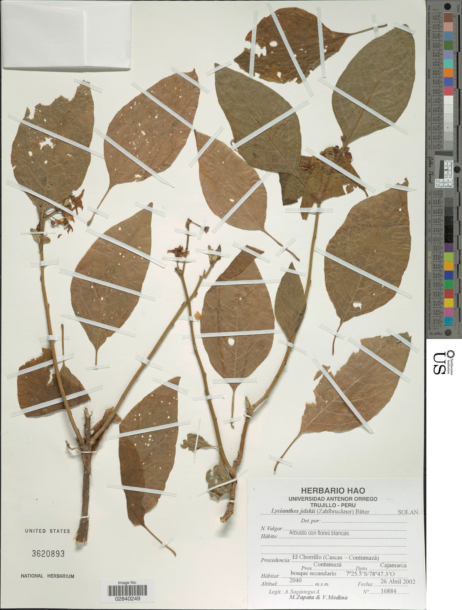 Lycianthes jelskii